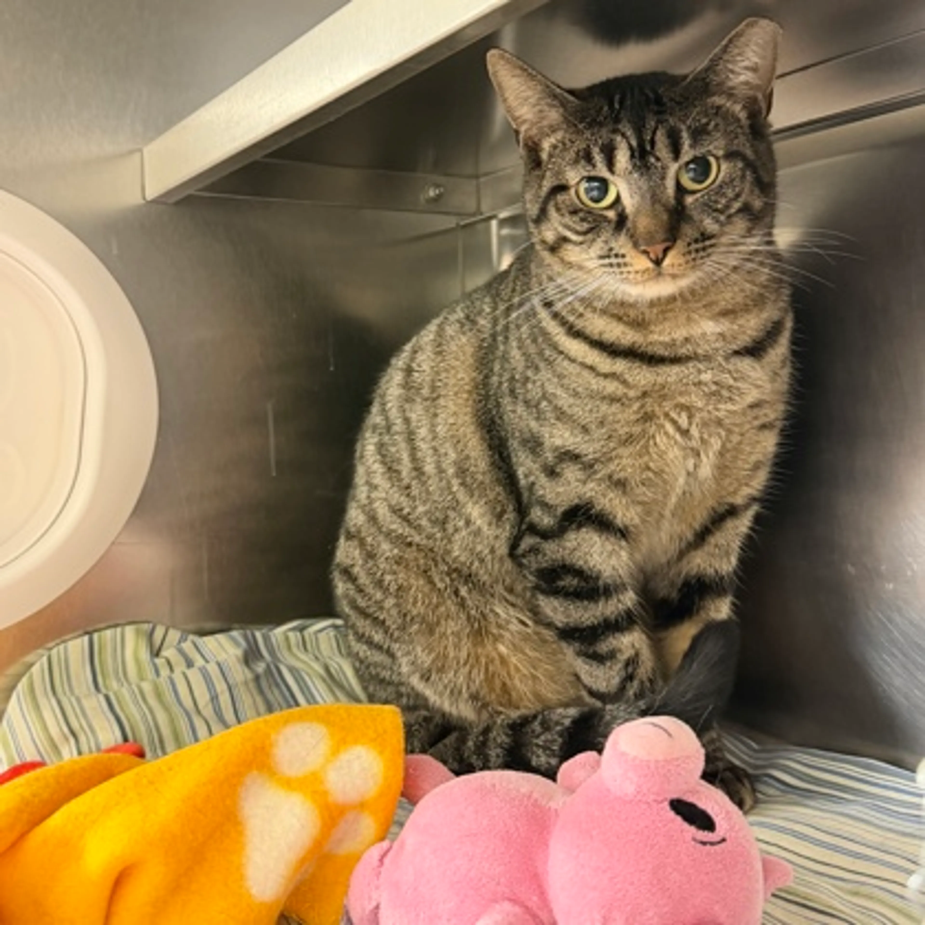 Found pet