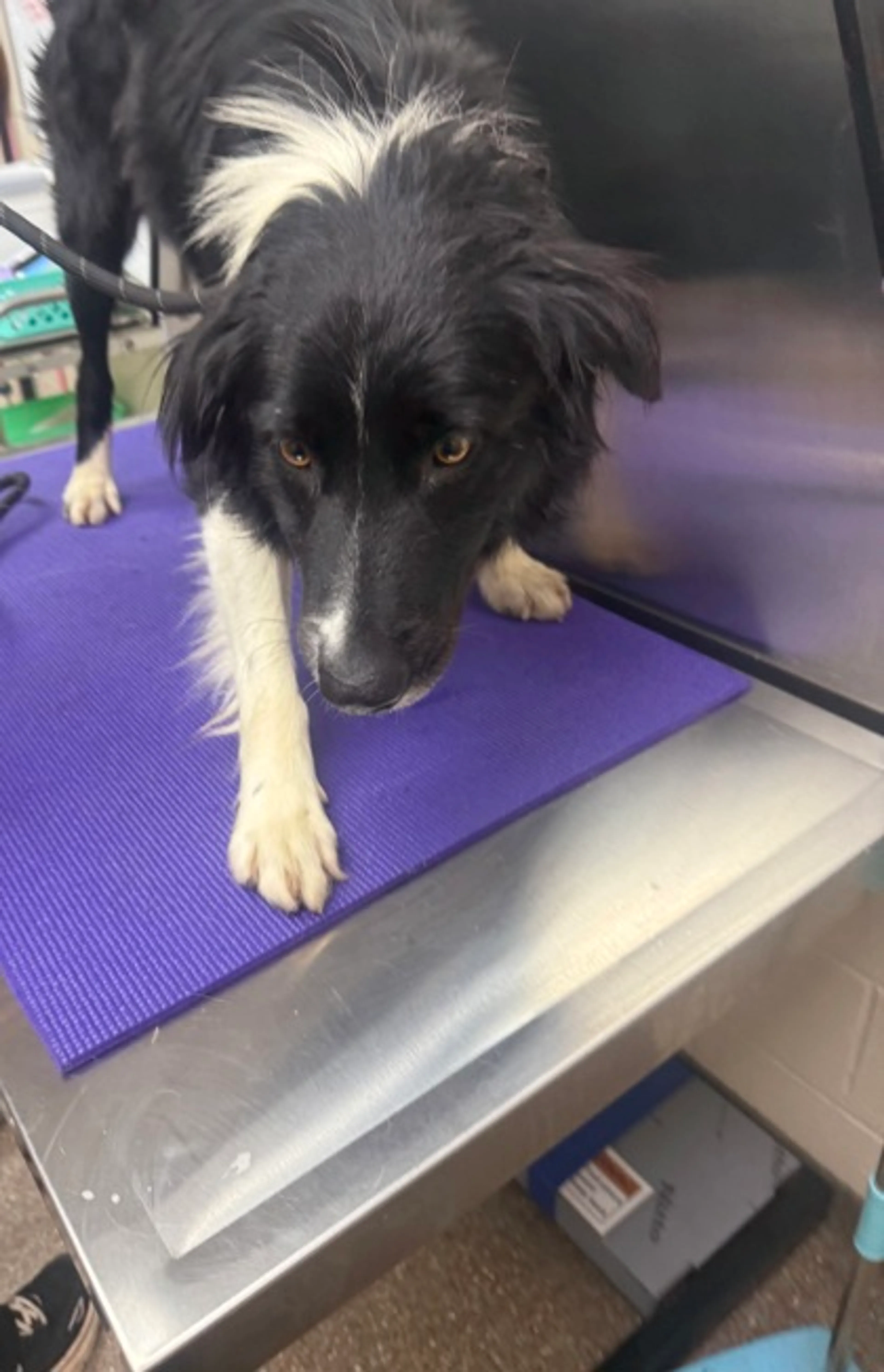 Found pet