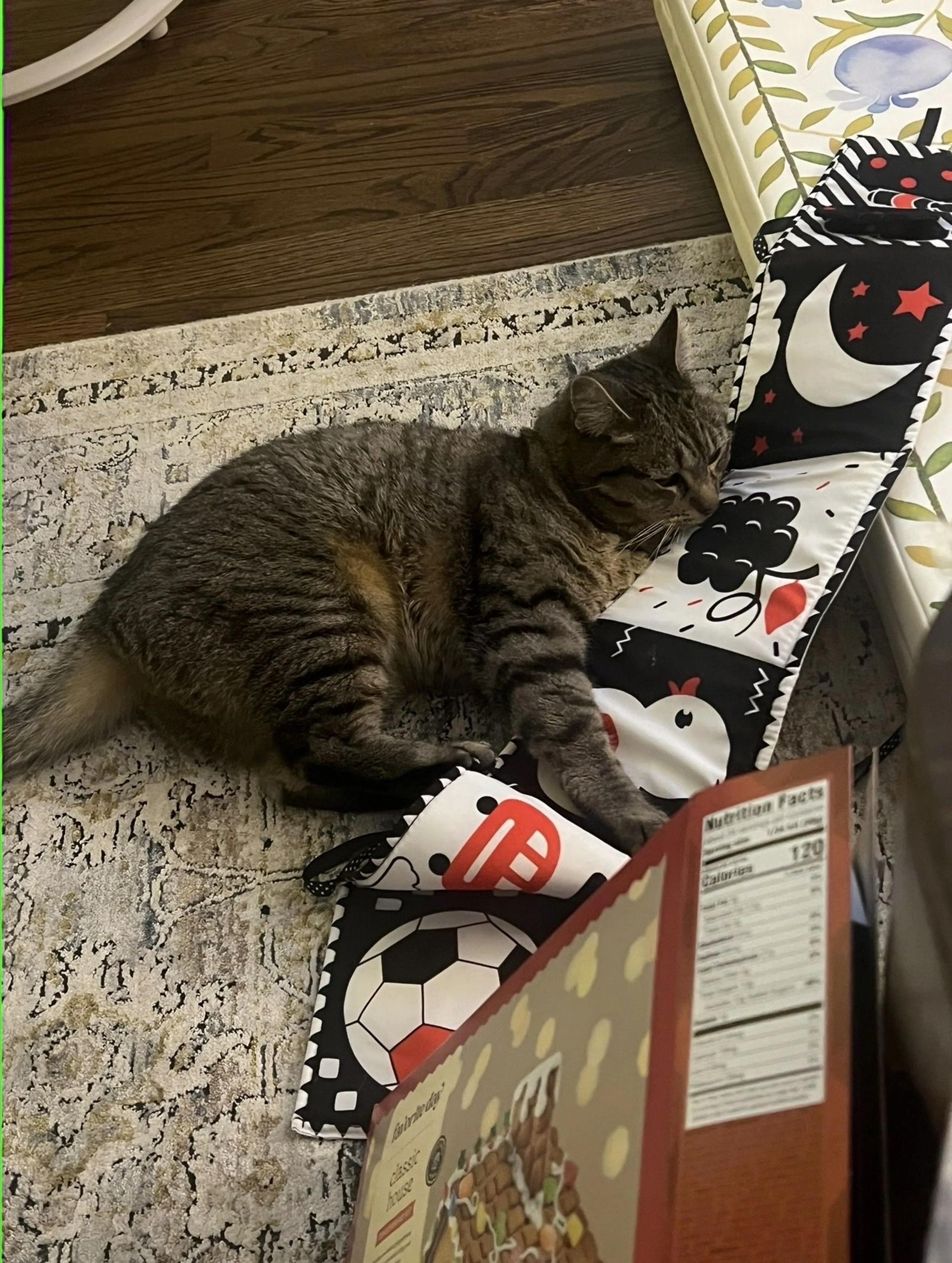 Lost pet-1