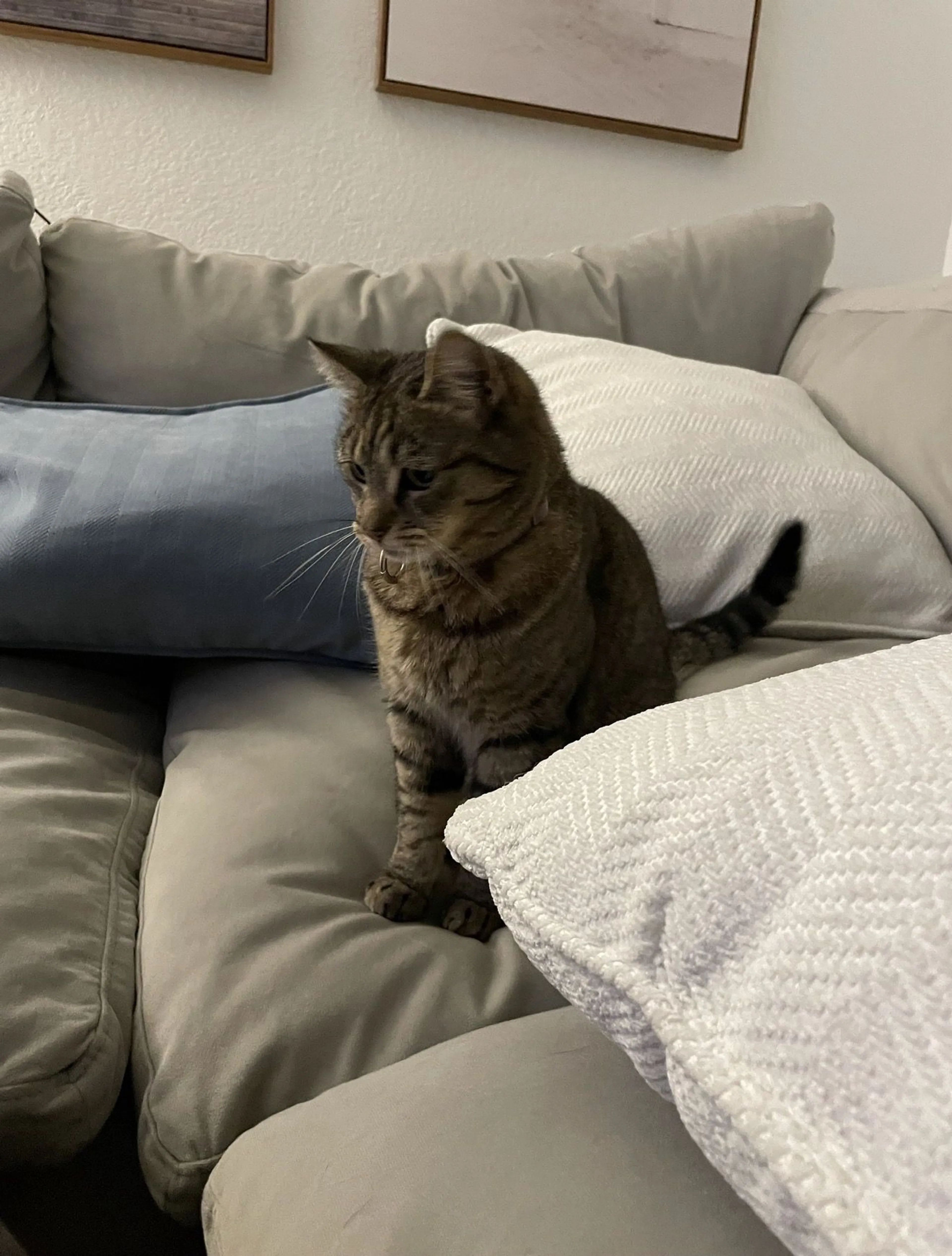 Lost pet-0