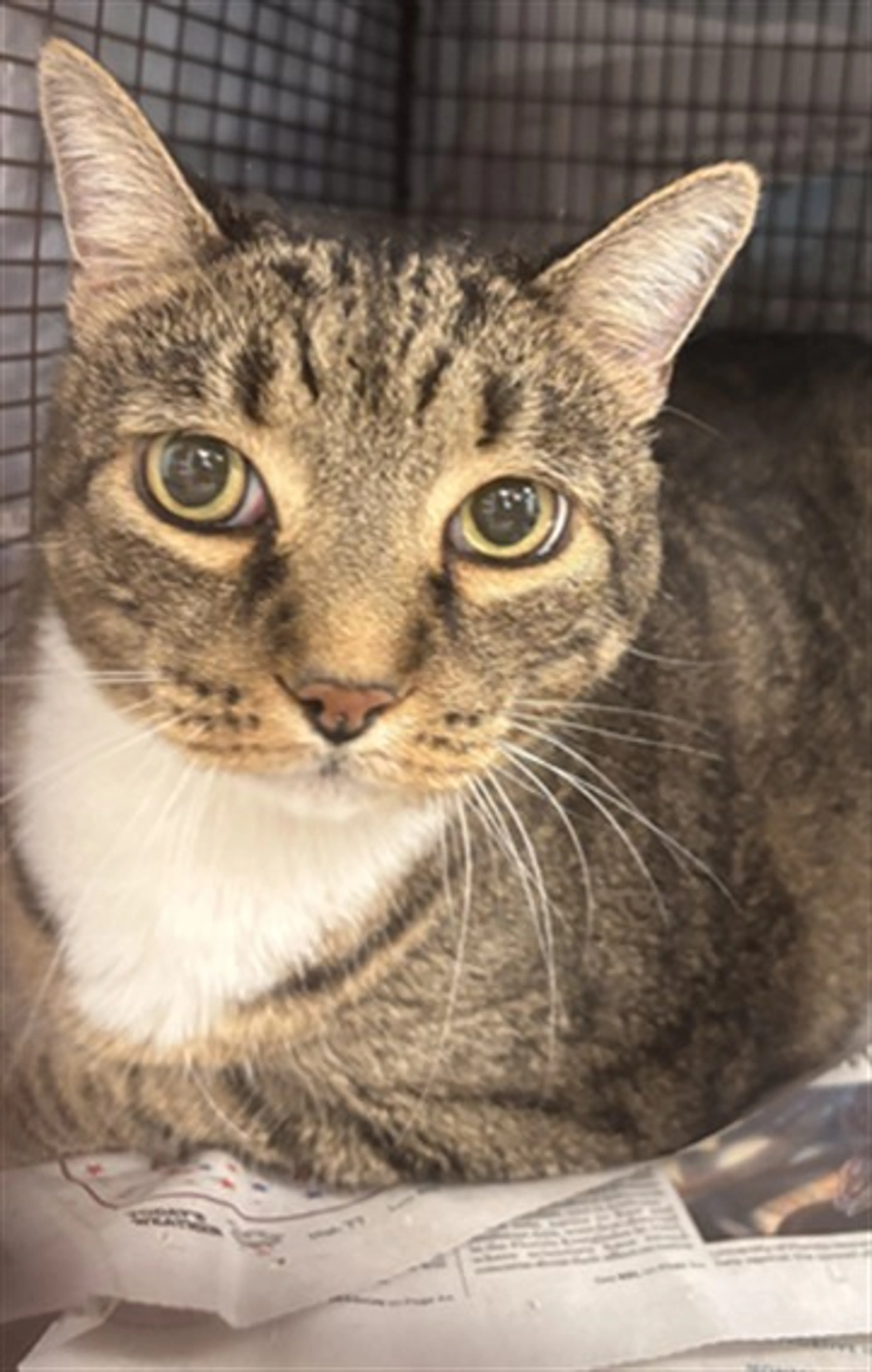 Found pet