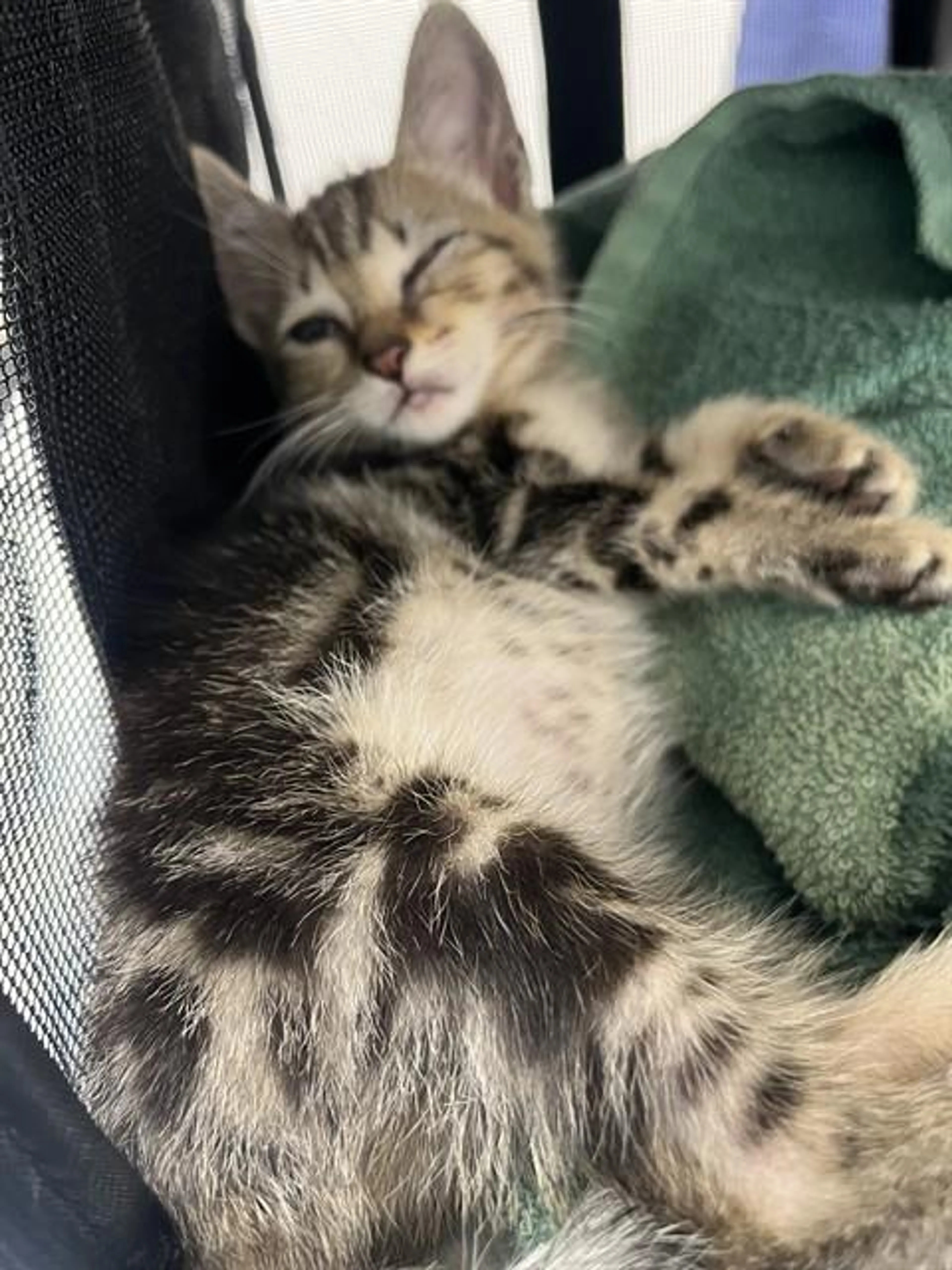 Found pet
