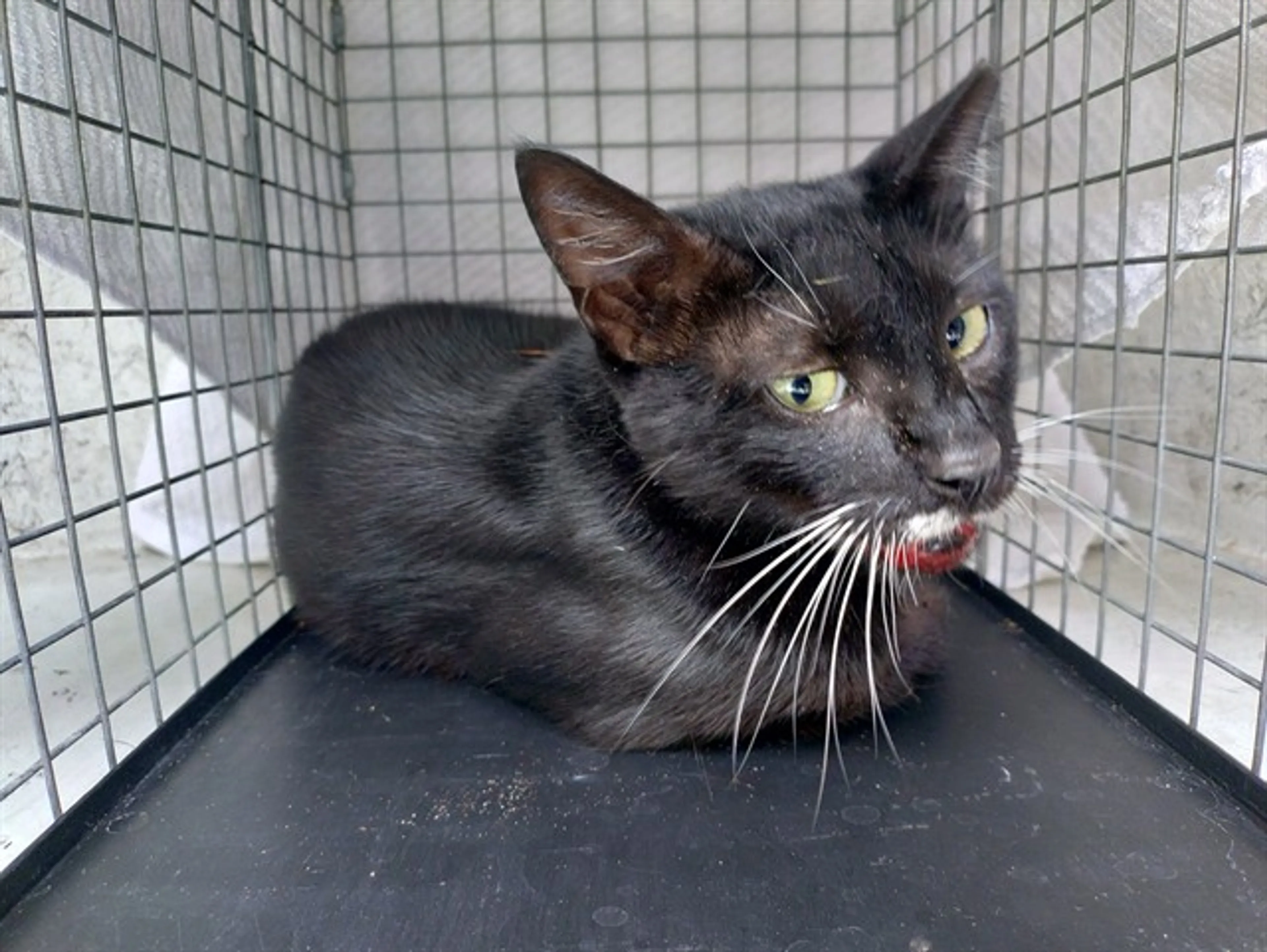 Found pet