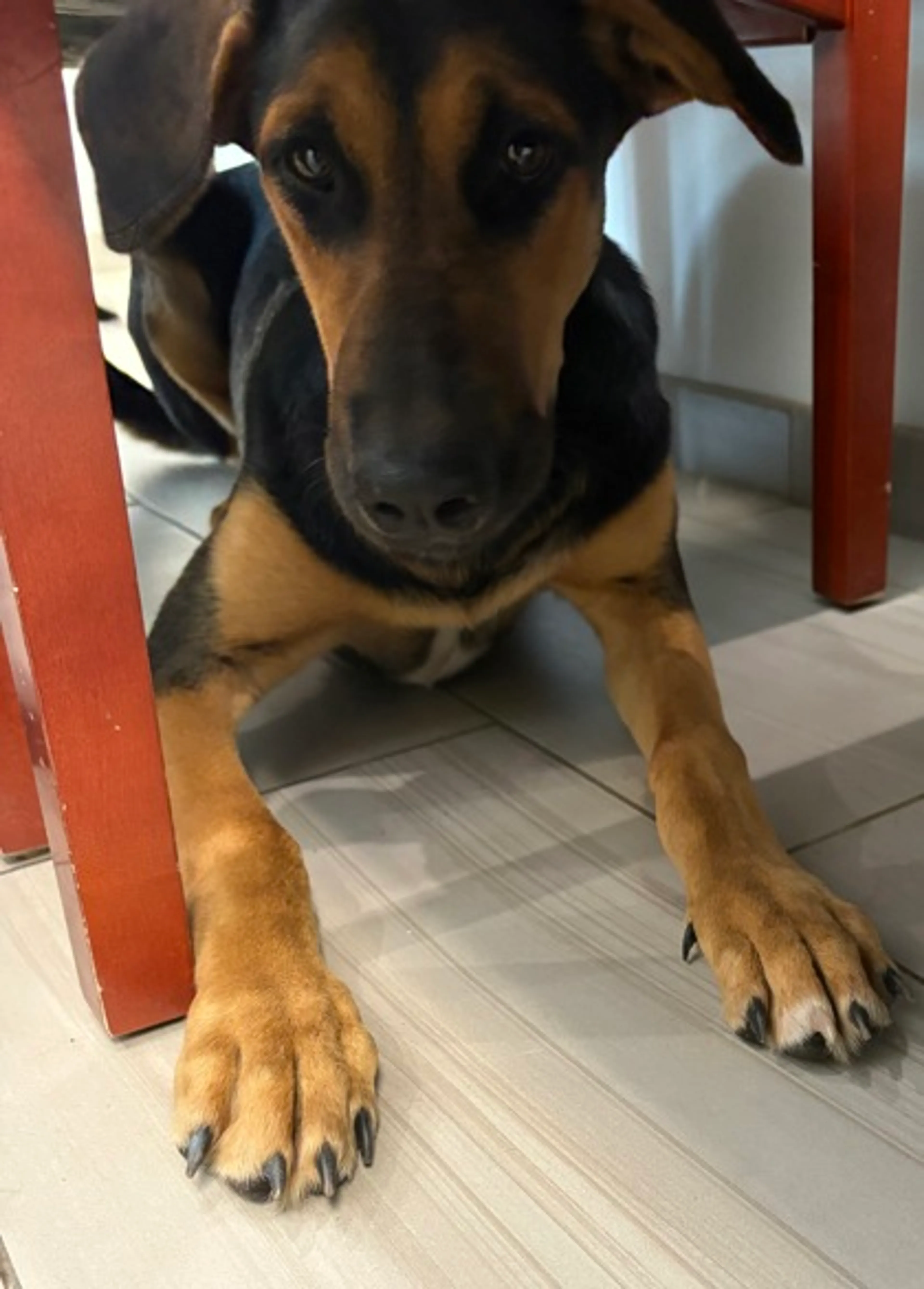 Found pet