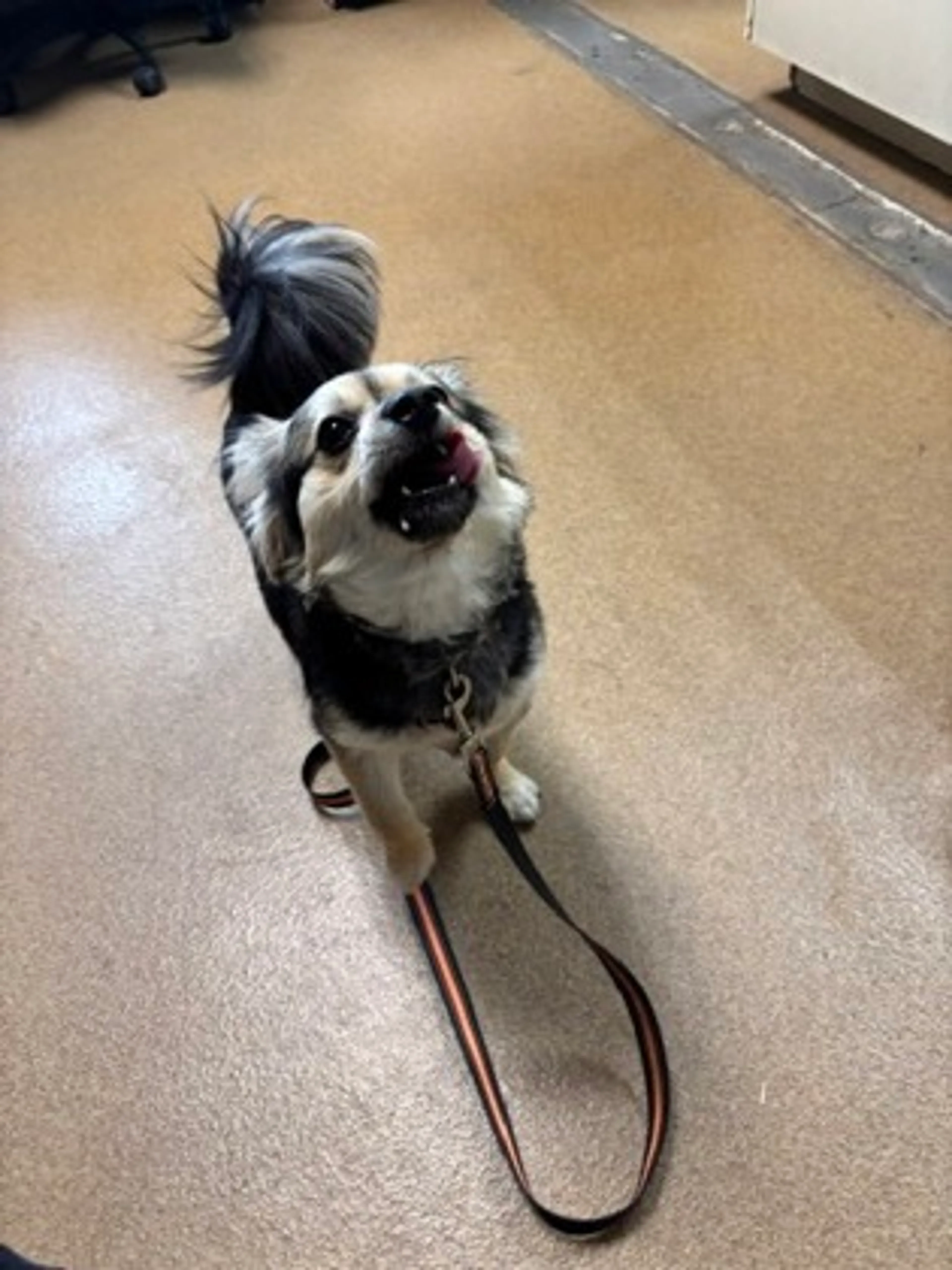Found pet-1
