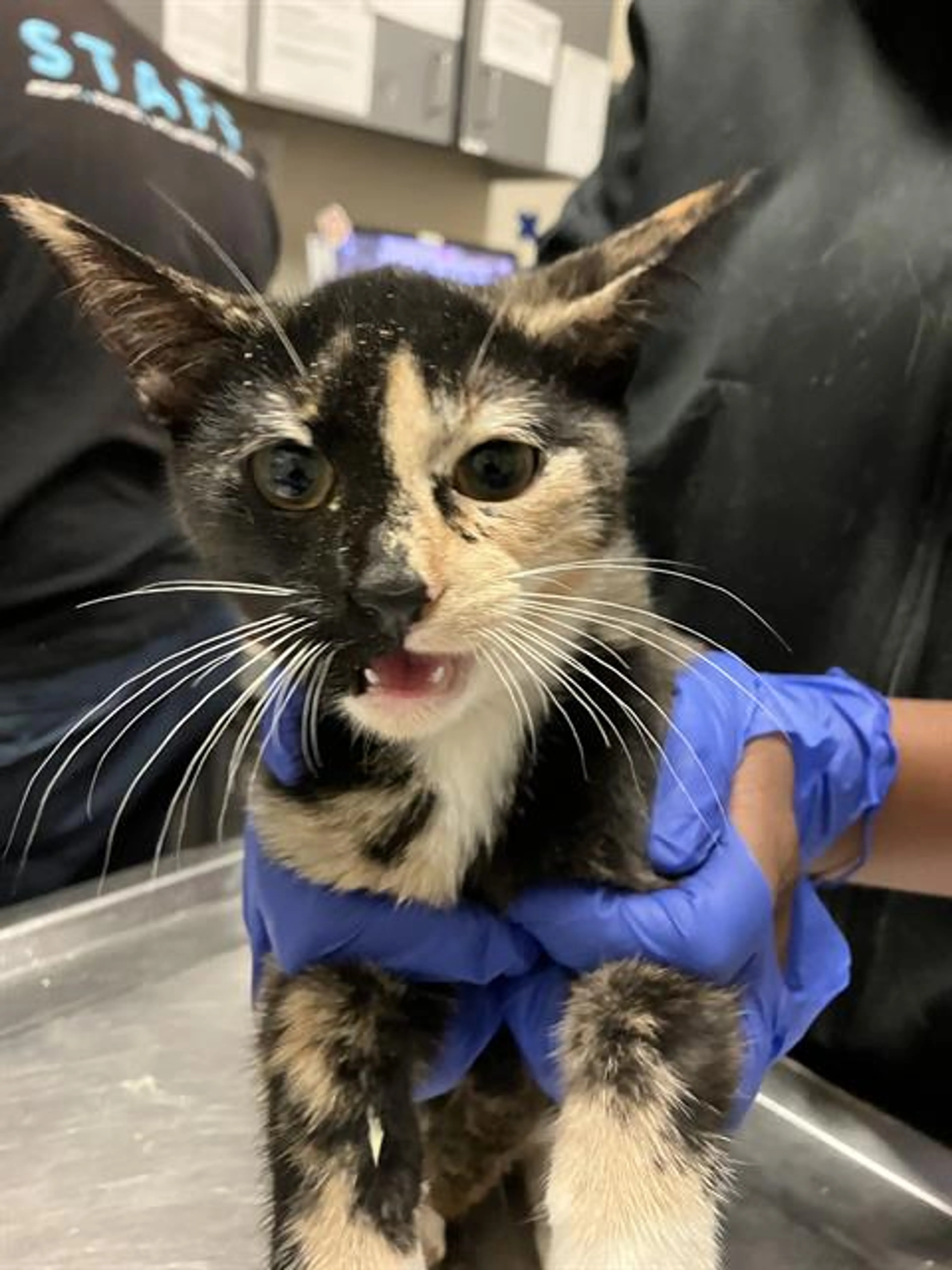Found pet