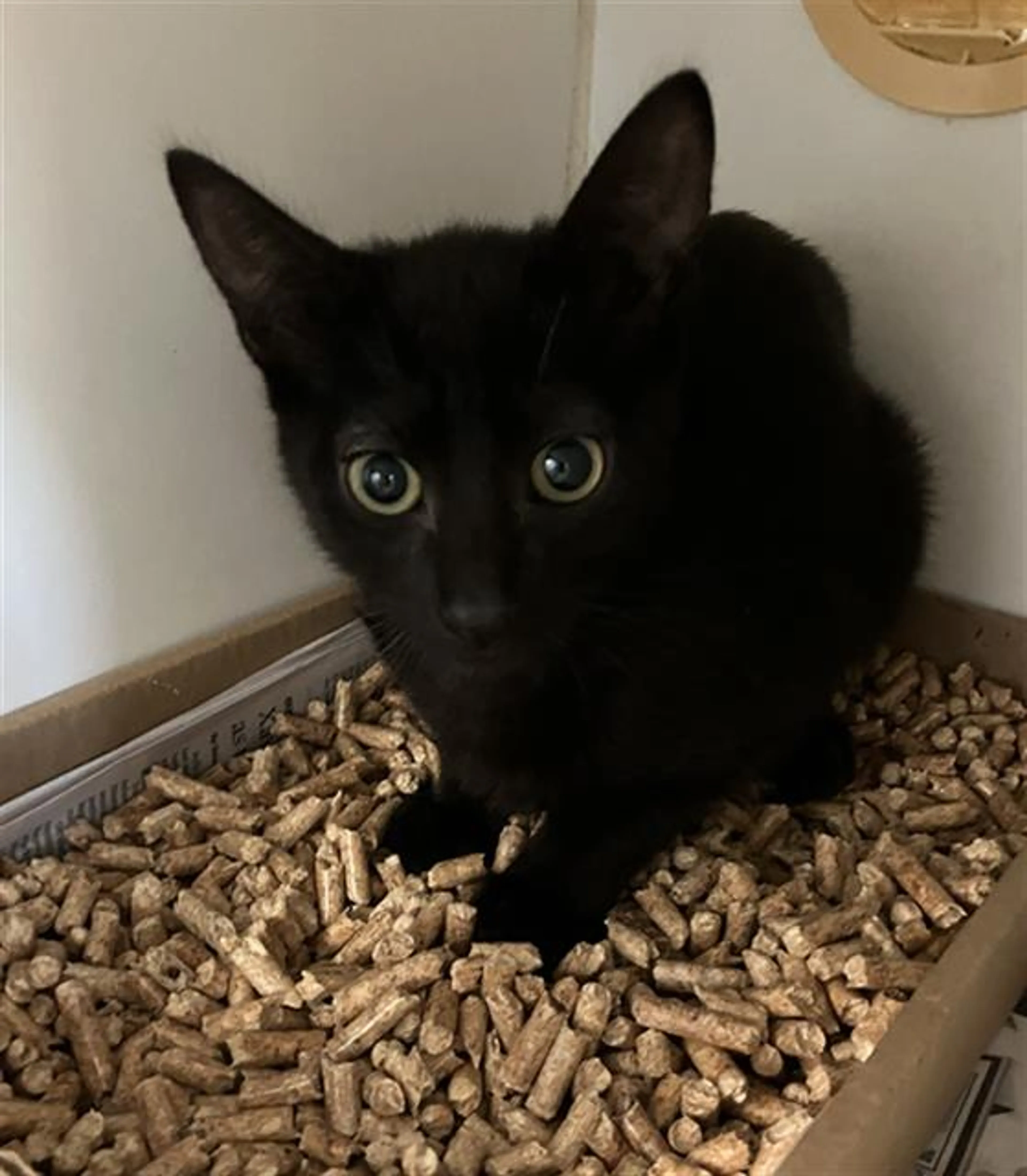 Found pet
