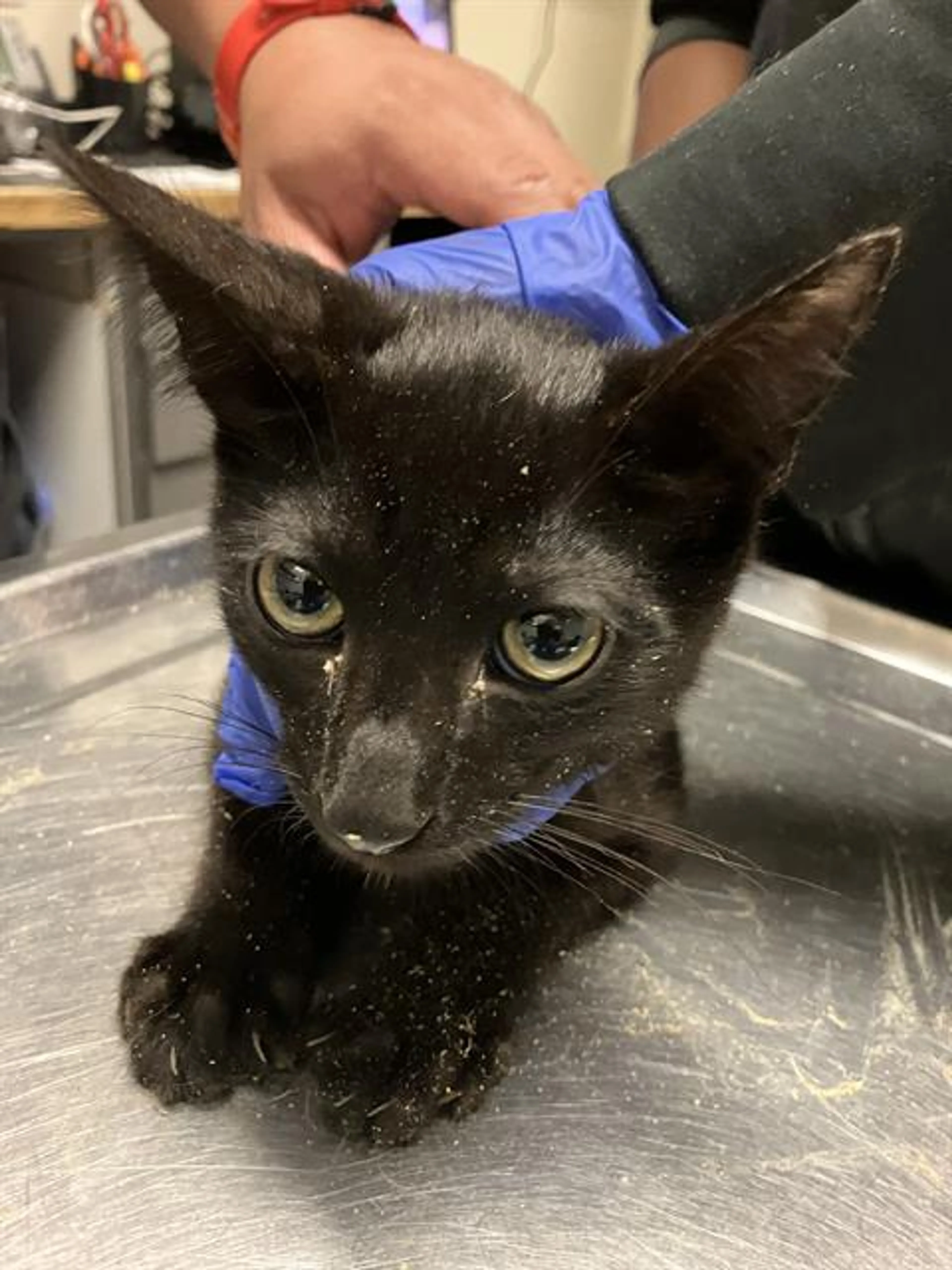 Found pet