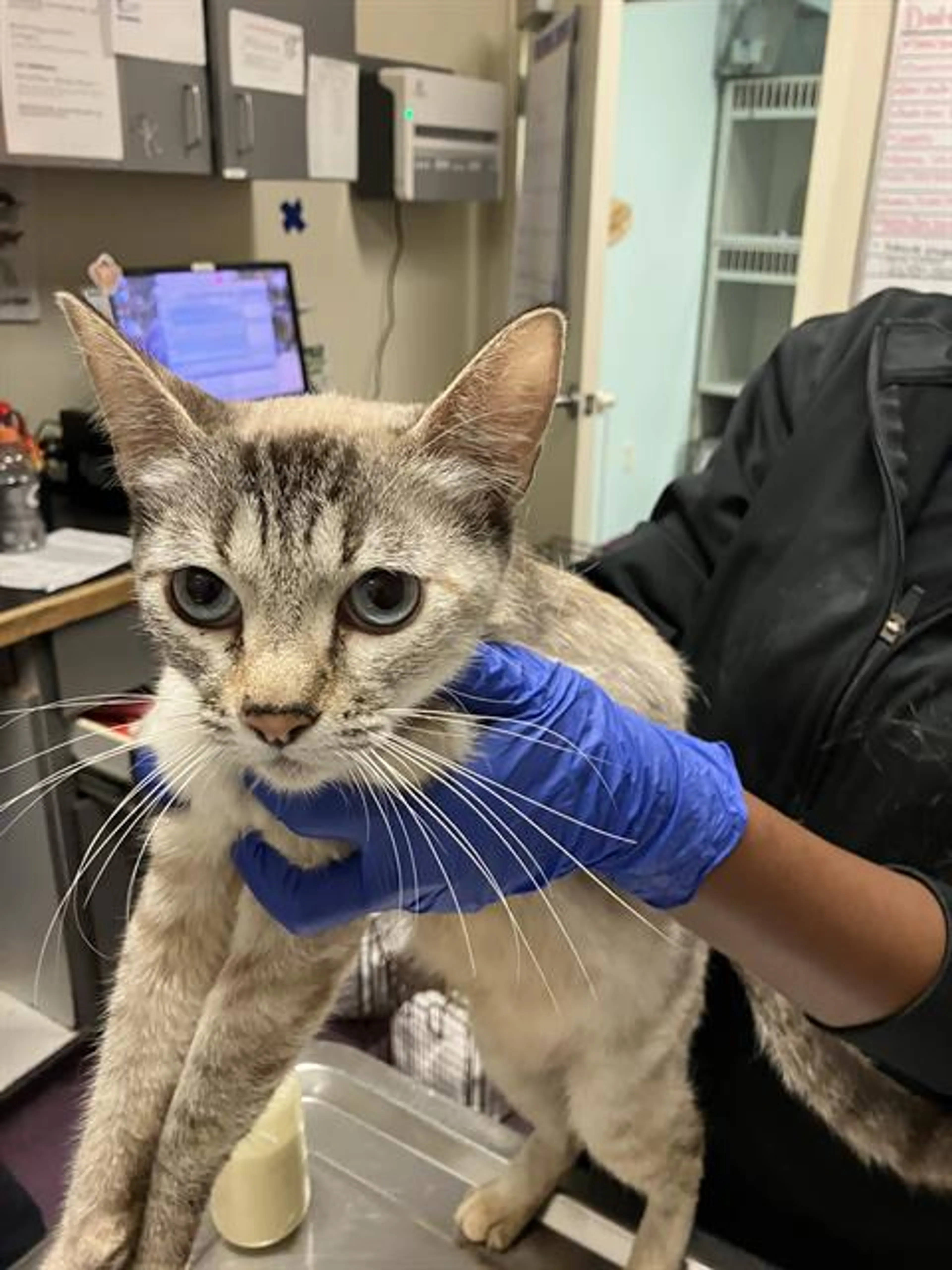 Found pet
