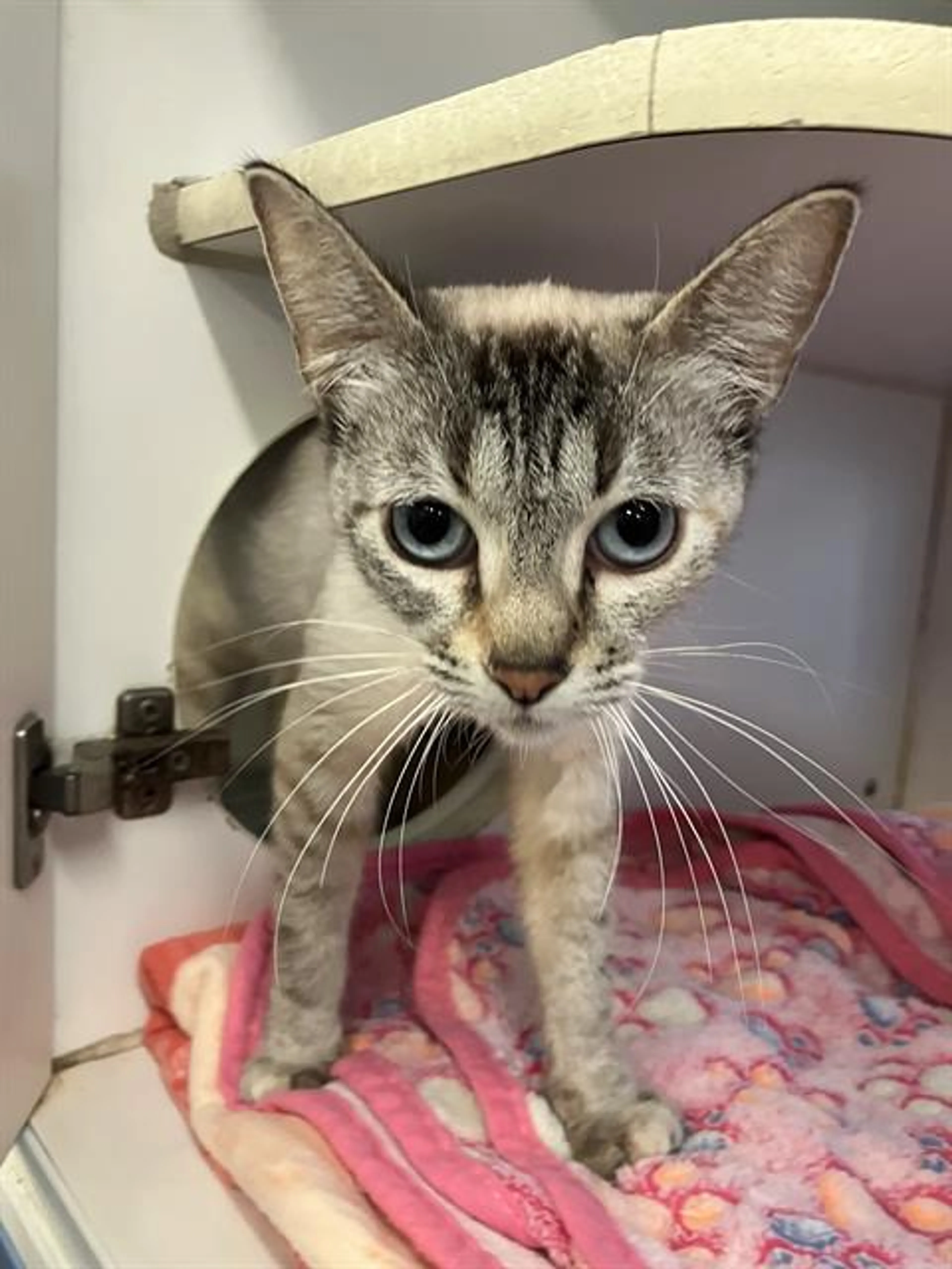 Found pet