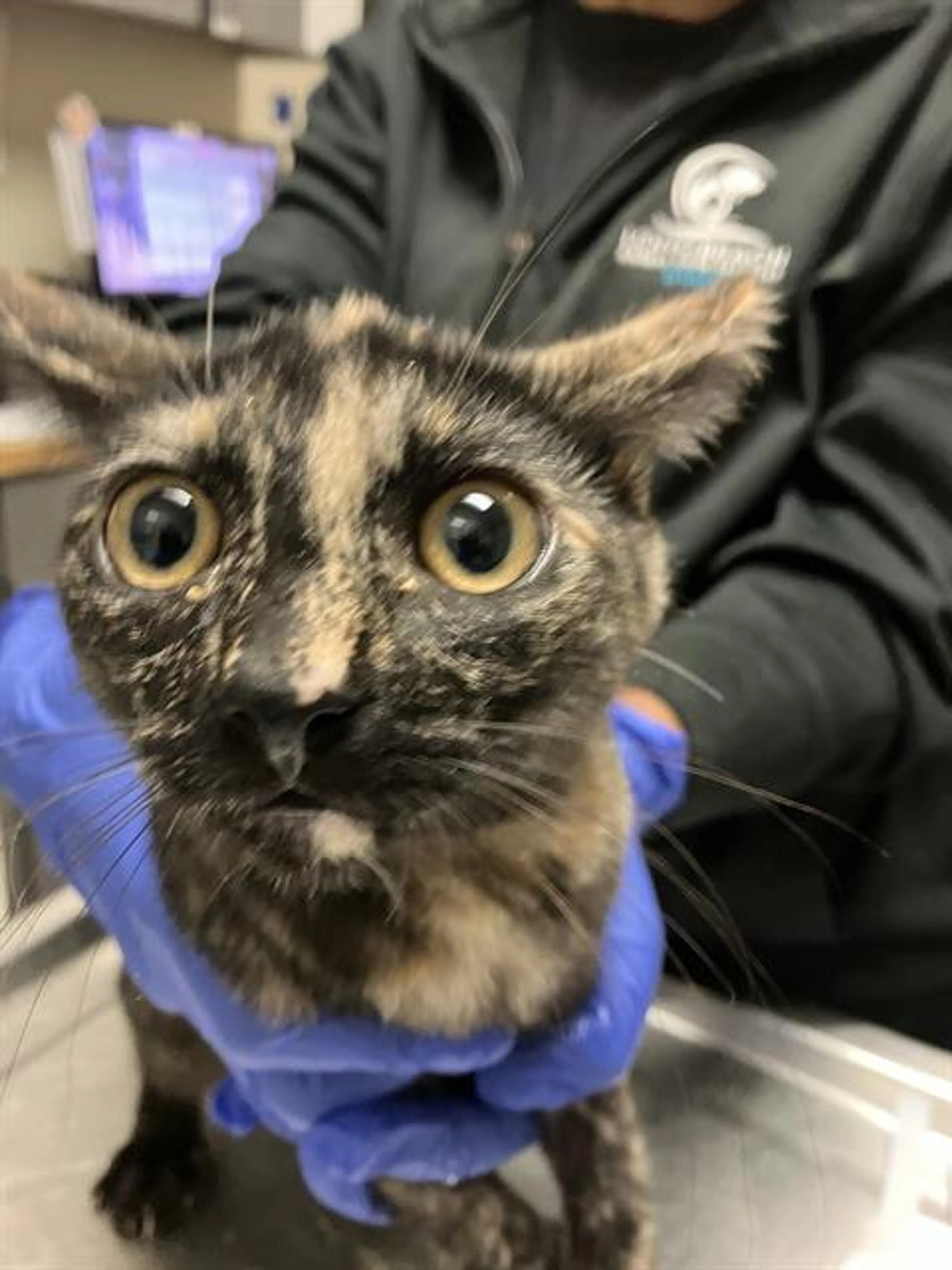 Found pet