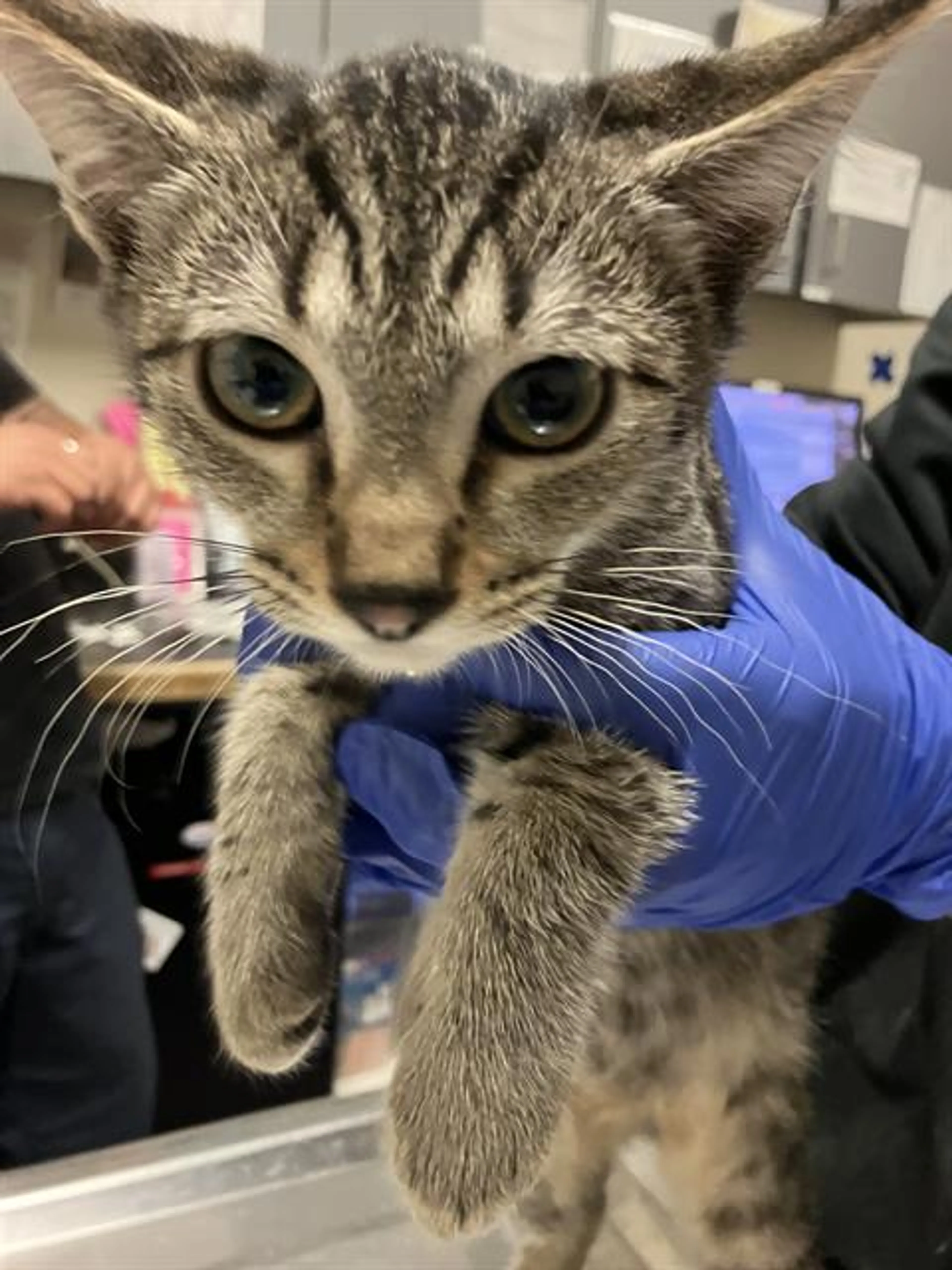 Found pet