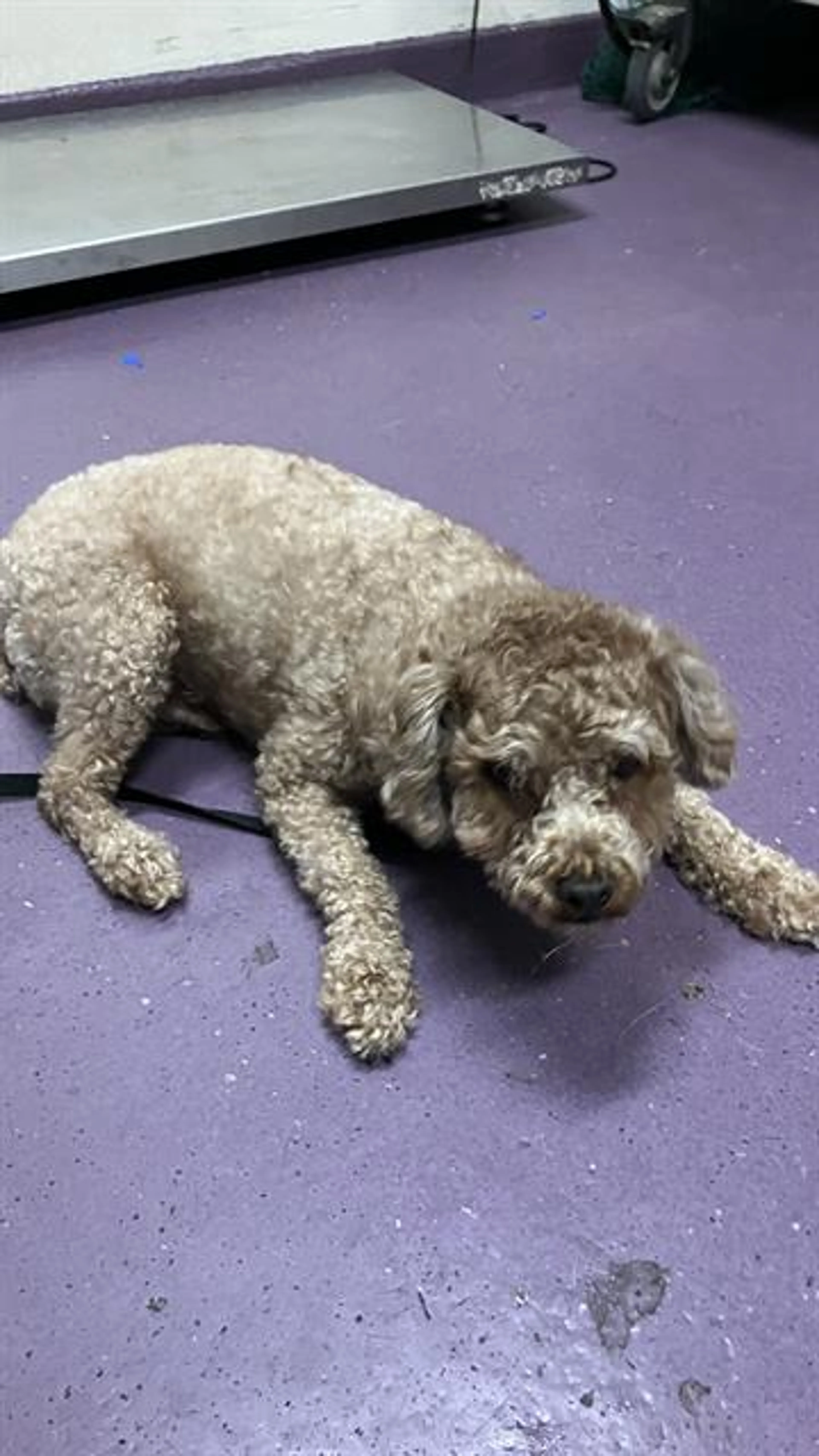 Found pet