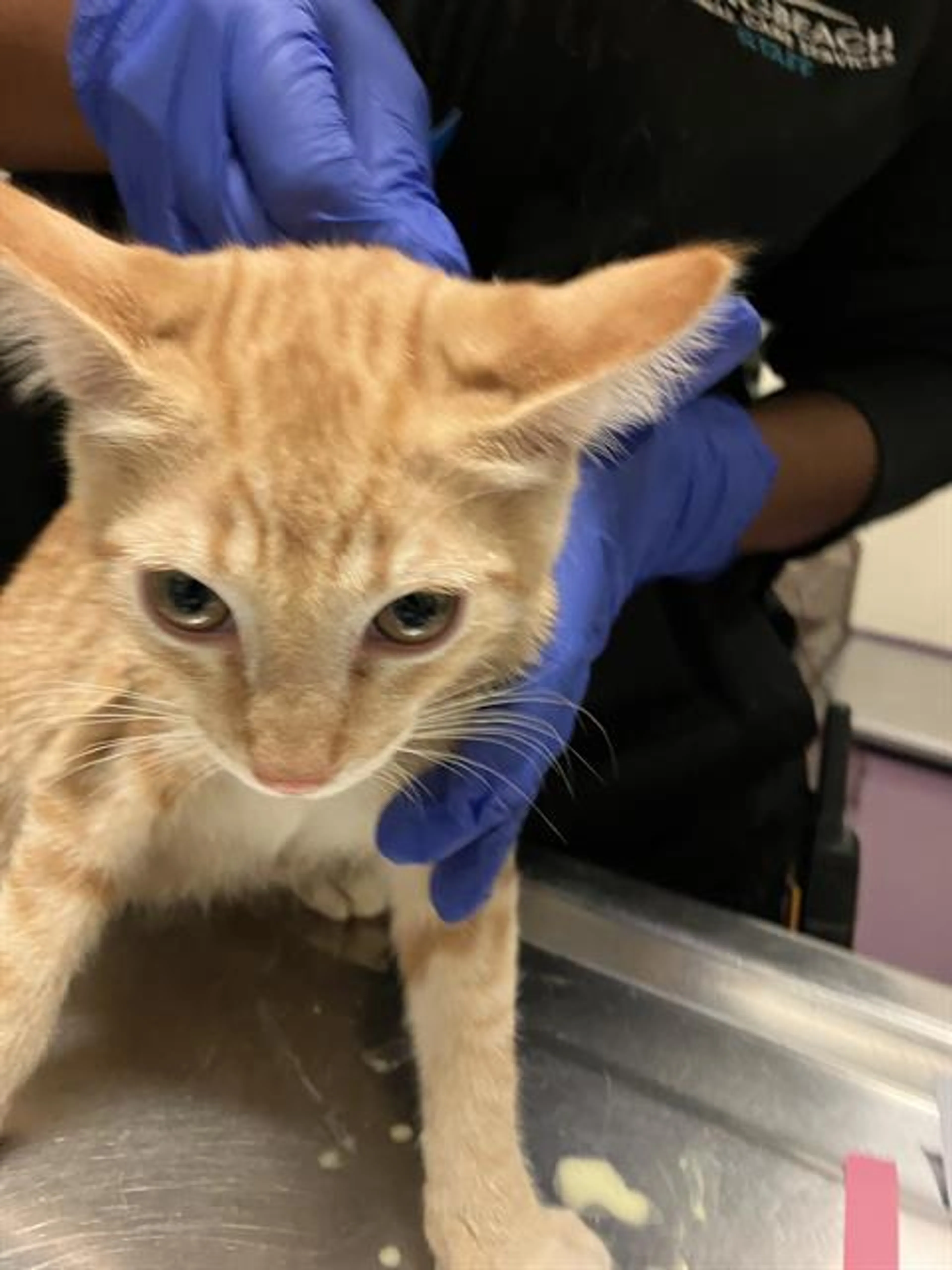 Found pet