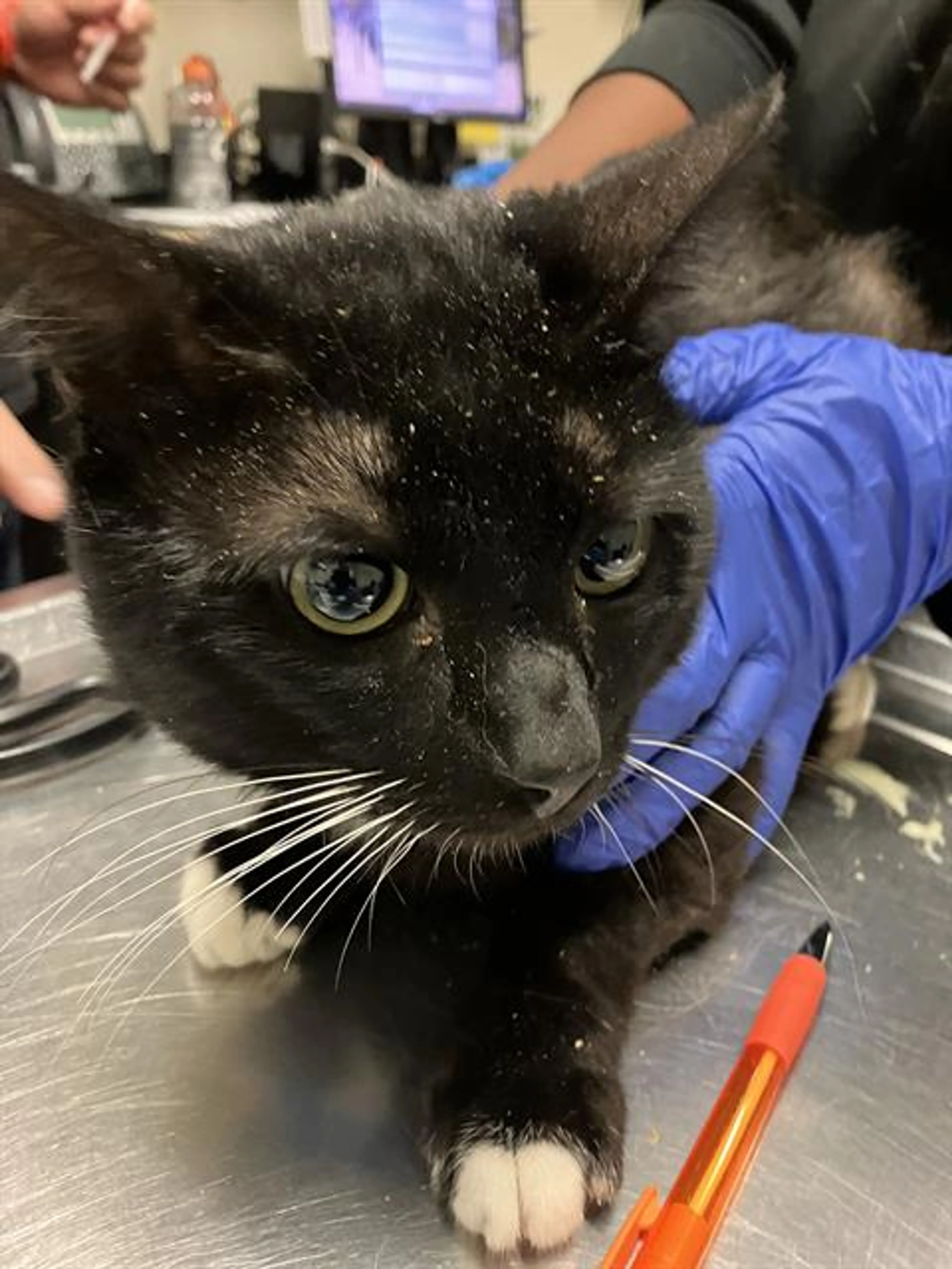 Found pet