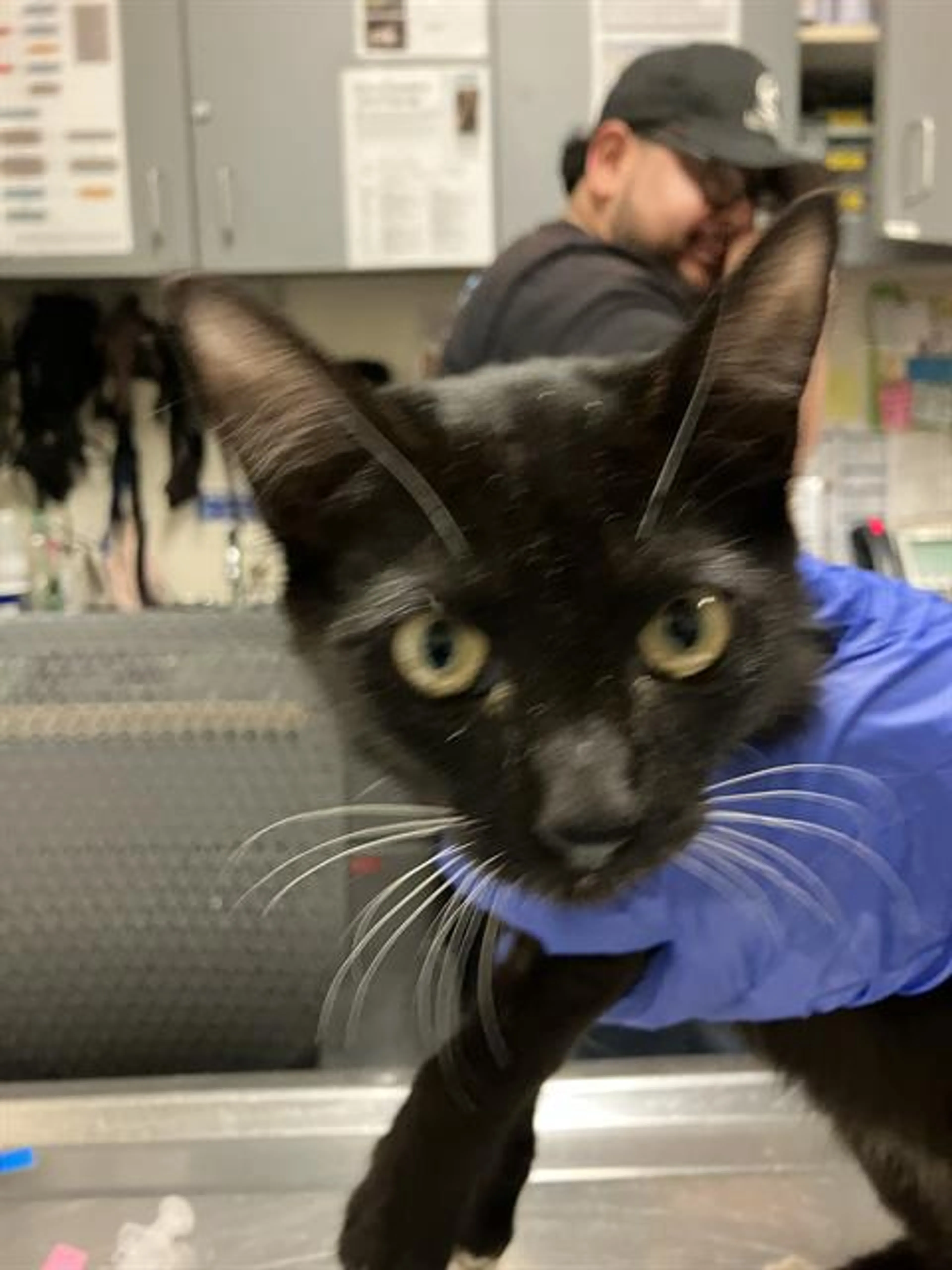 Found pet