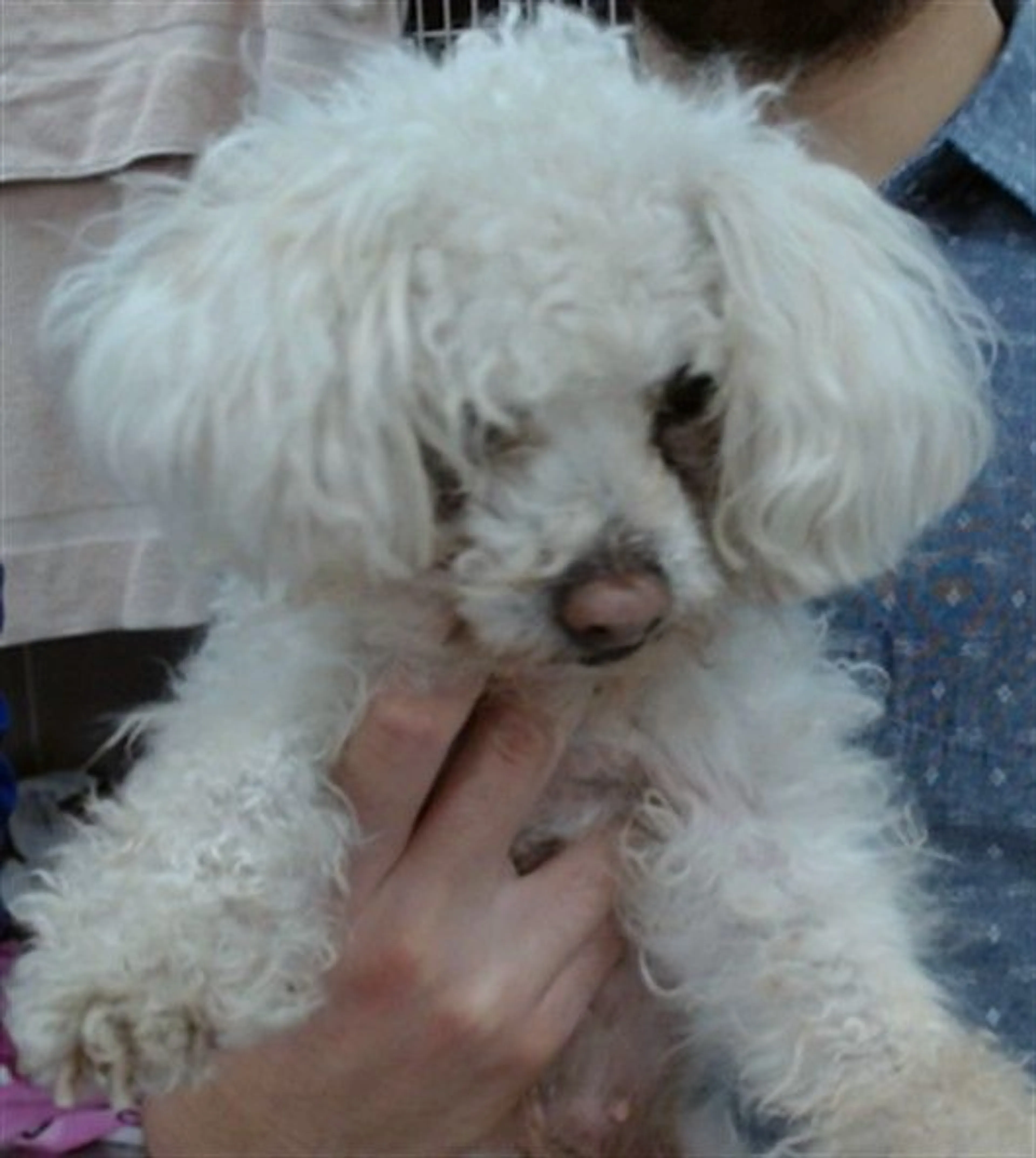 Found pet