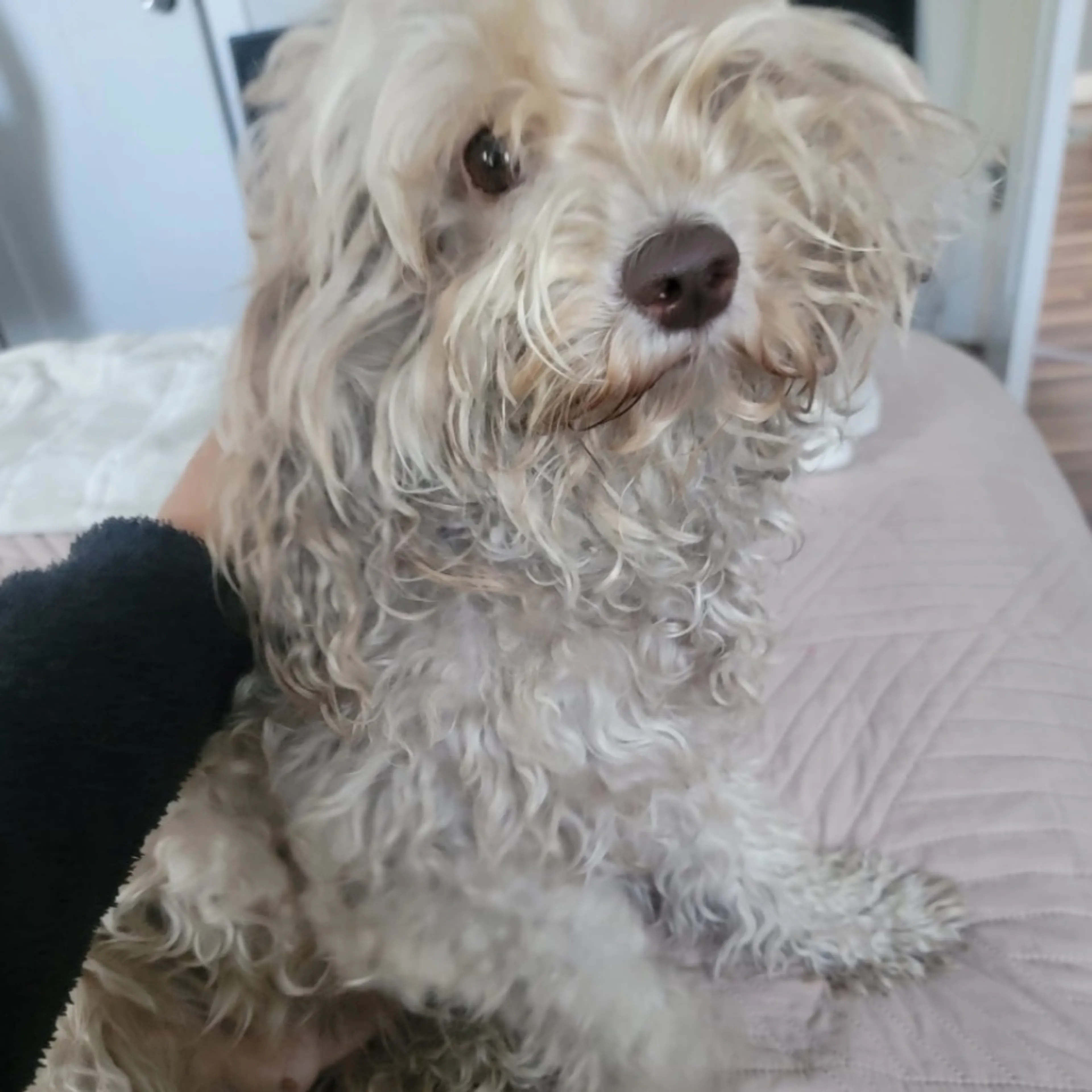 Lost pet