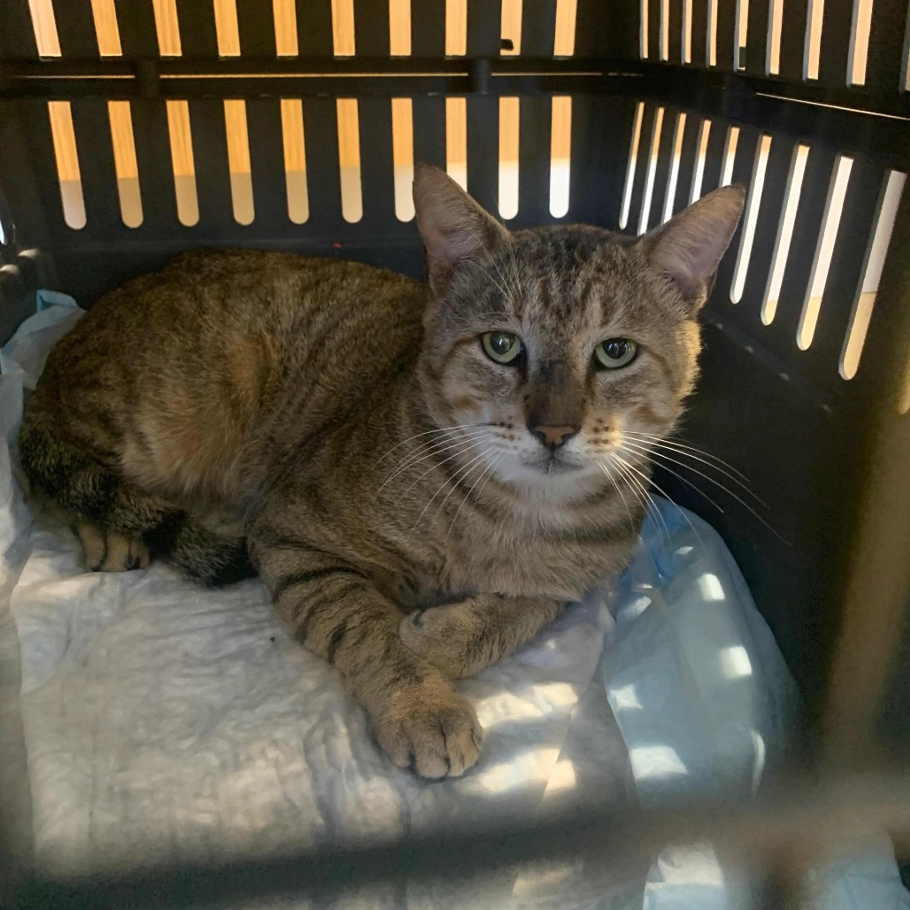 Found pet-1