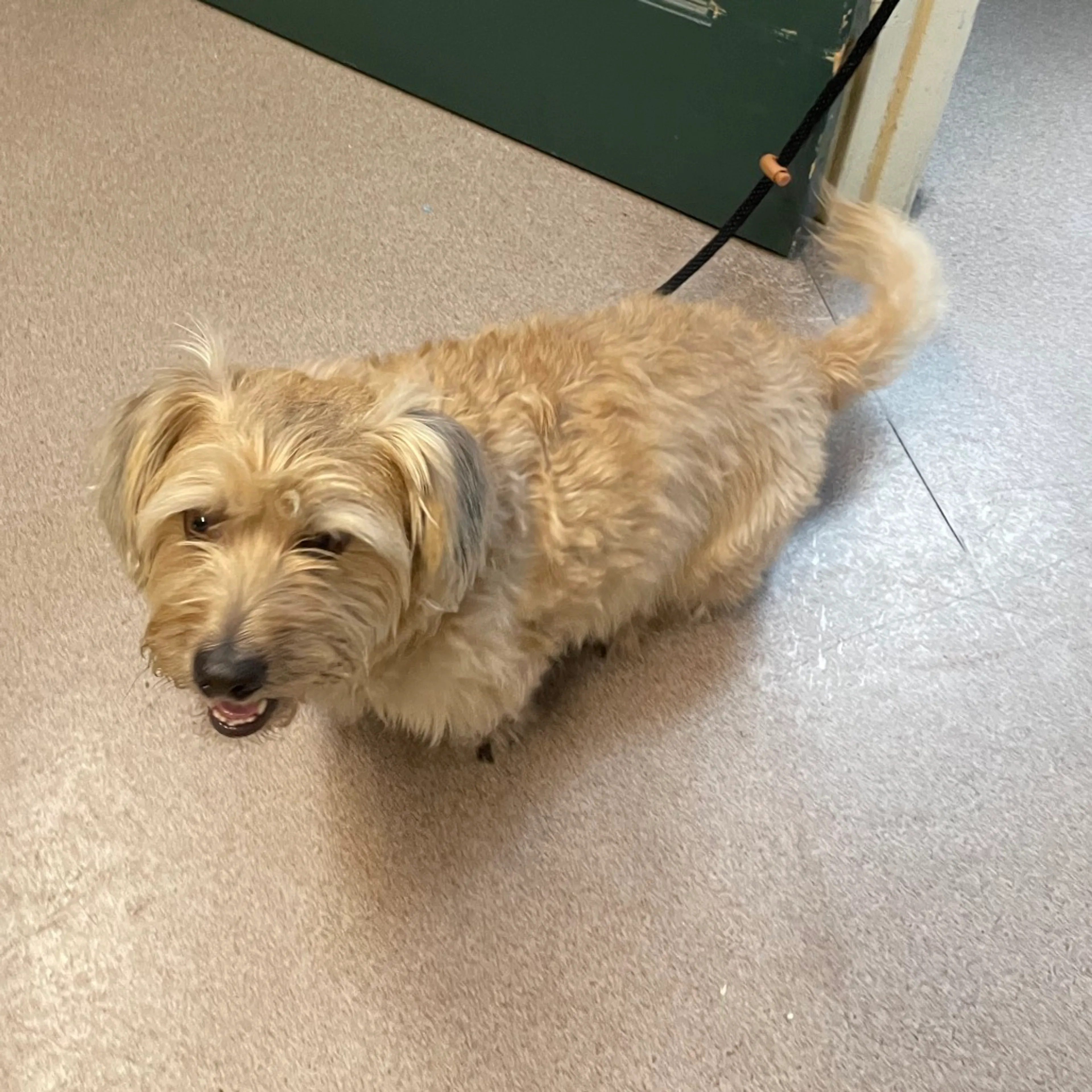 Found pet-1