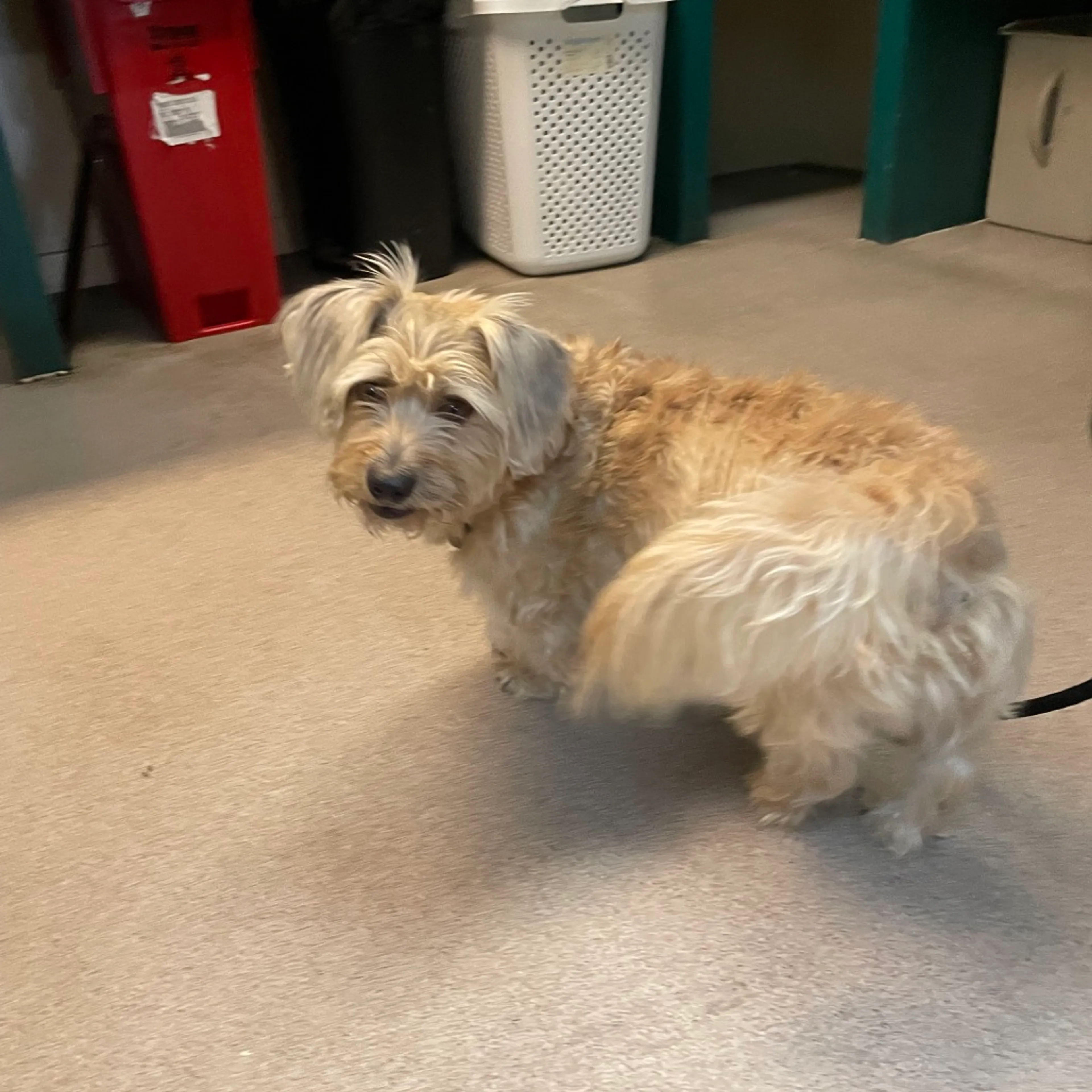 Found pet-2