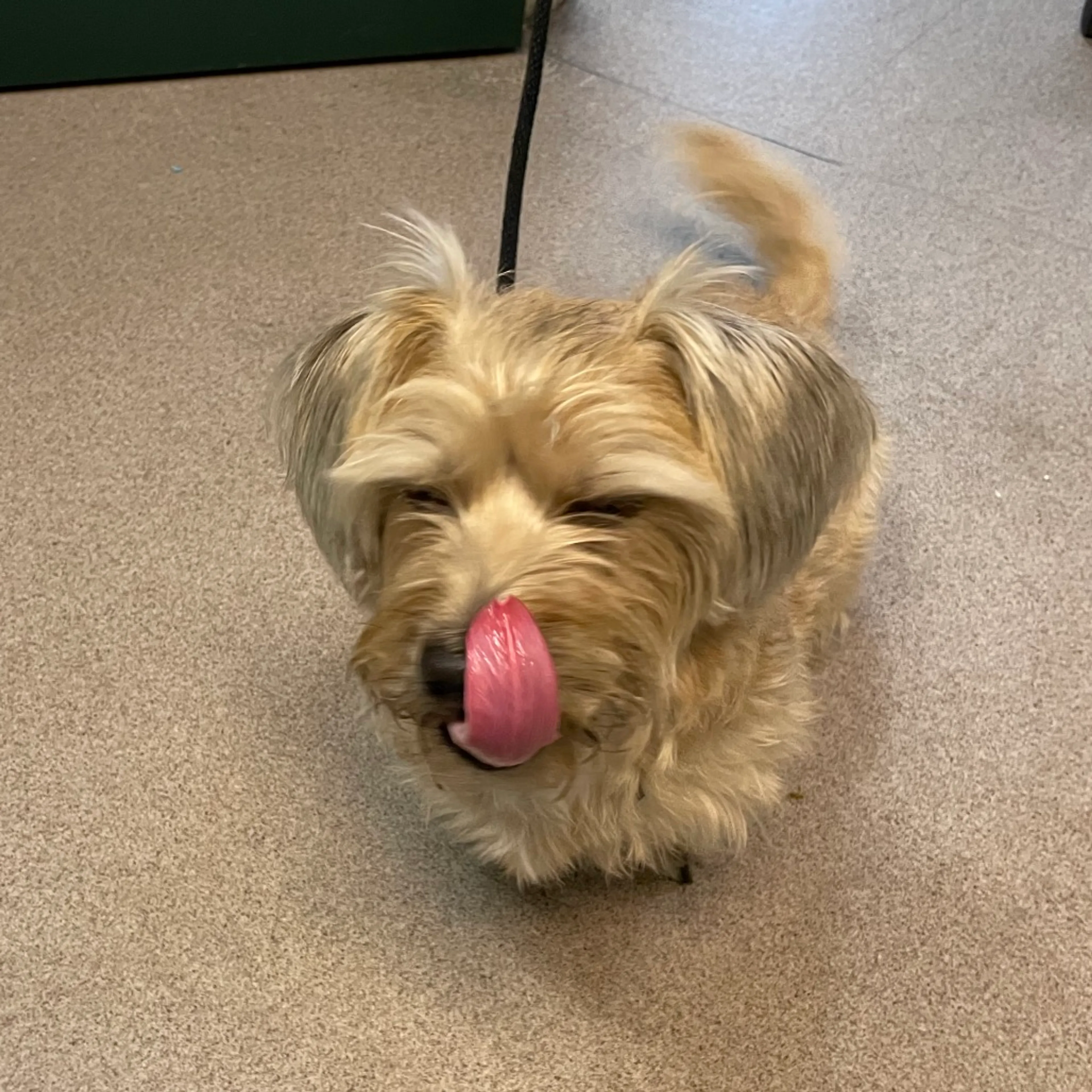 Found pet-3