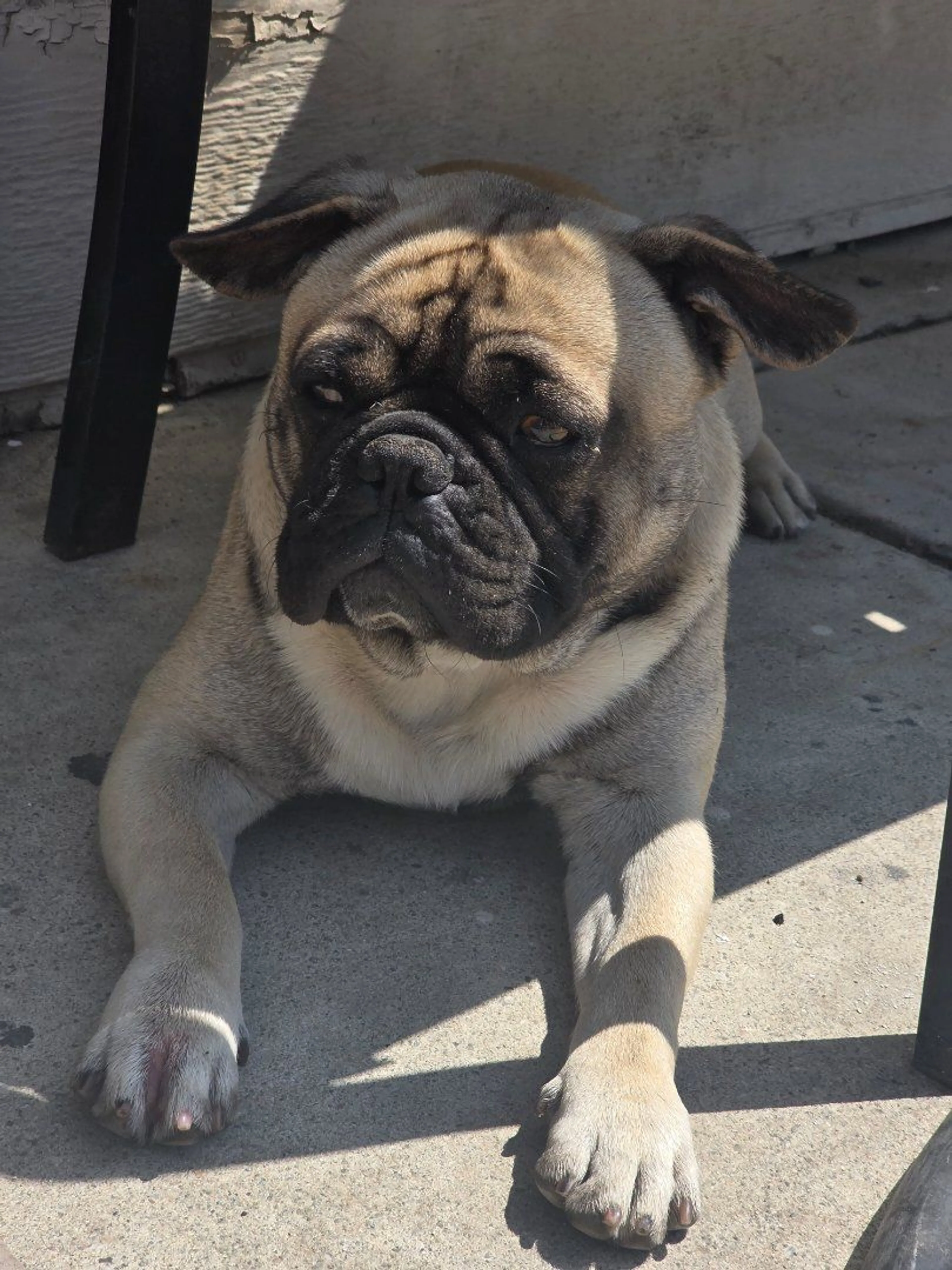 Lost pet