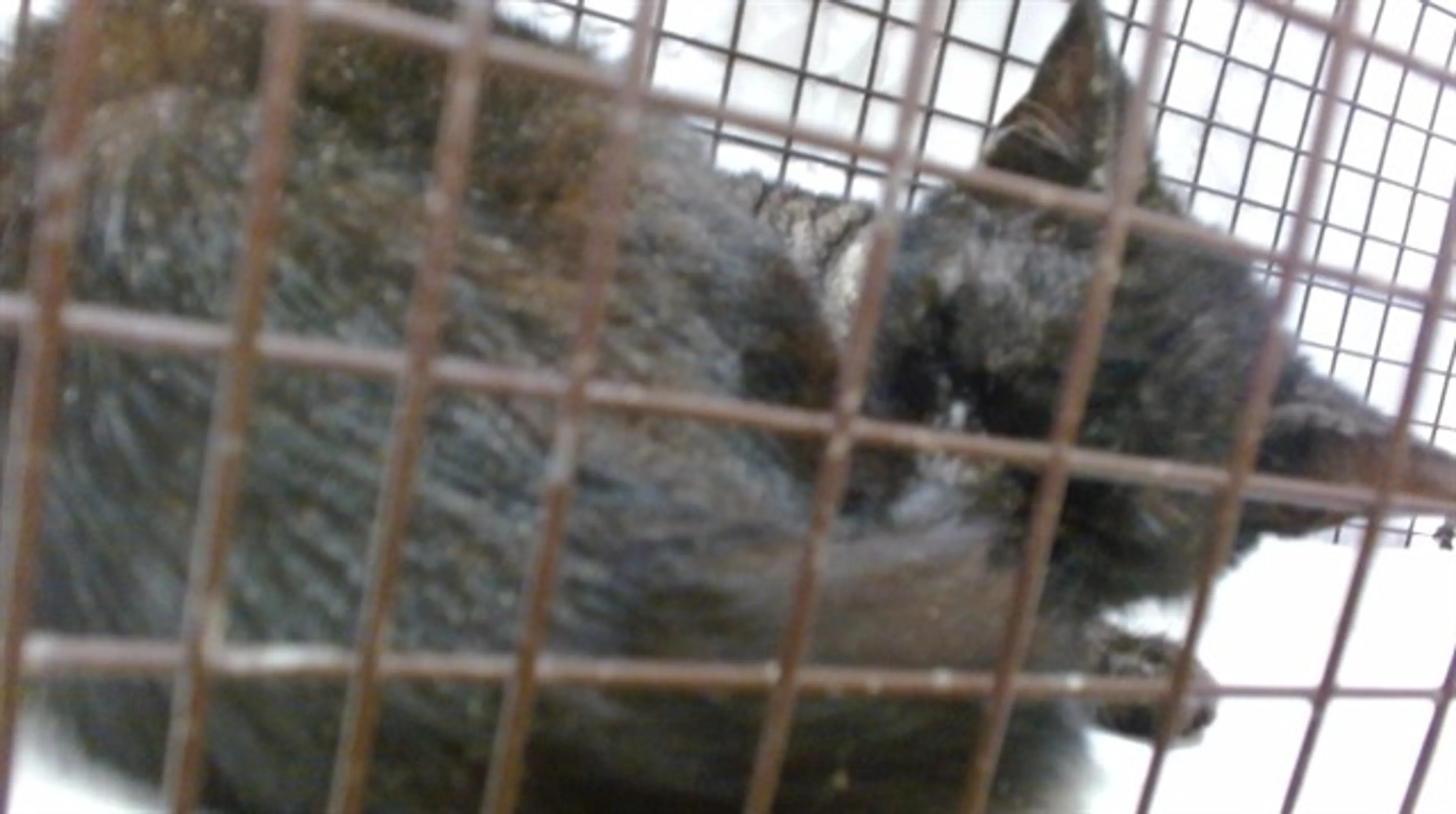 Found pet