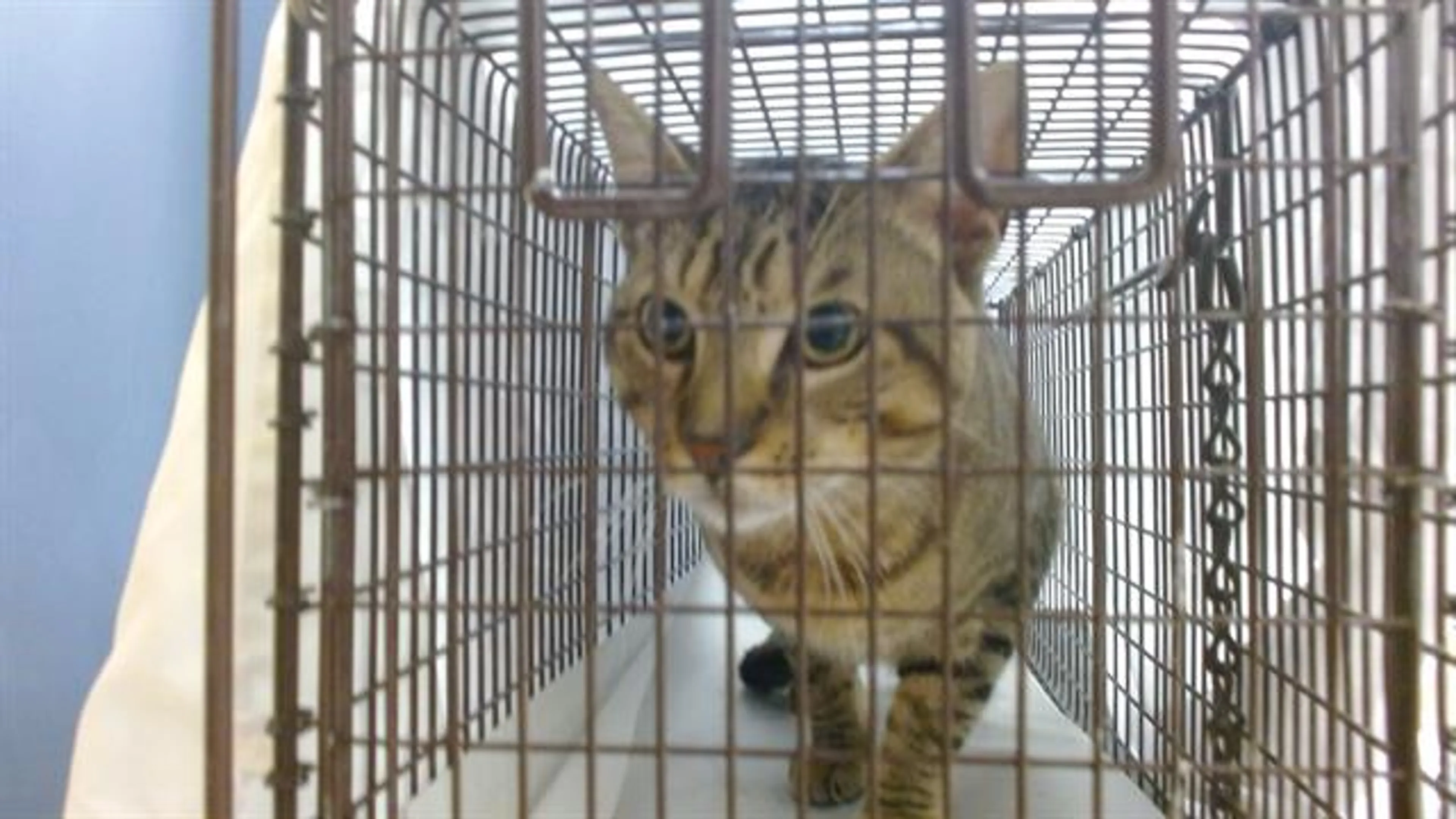 Found pet