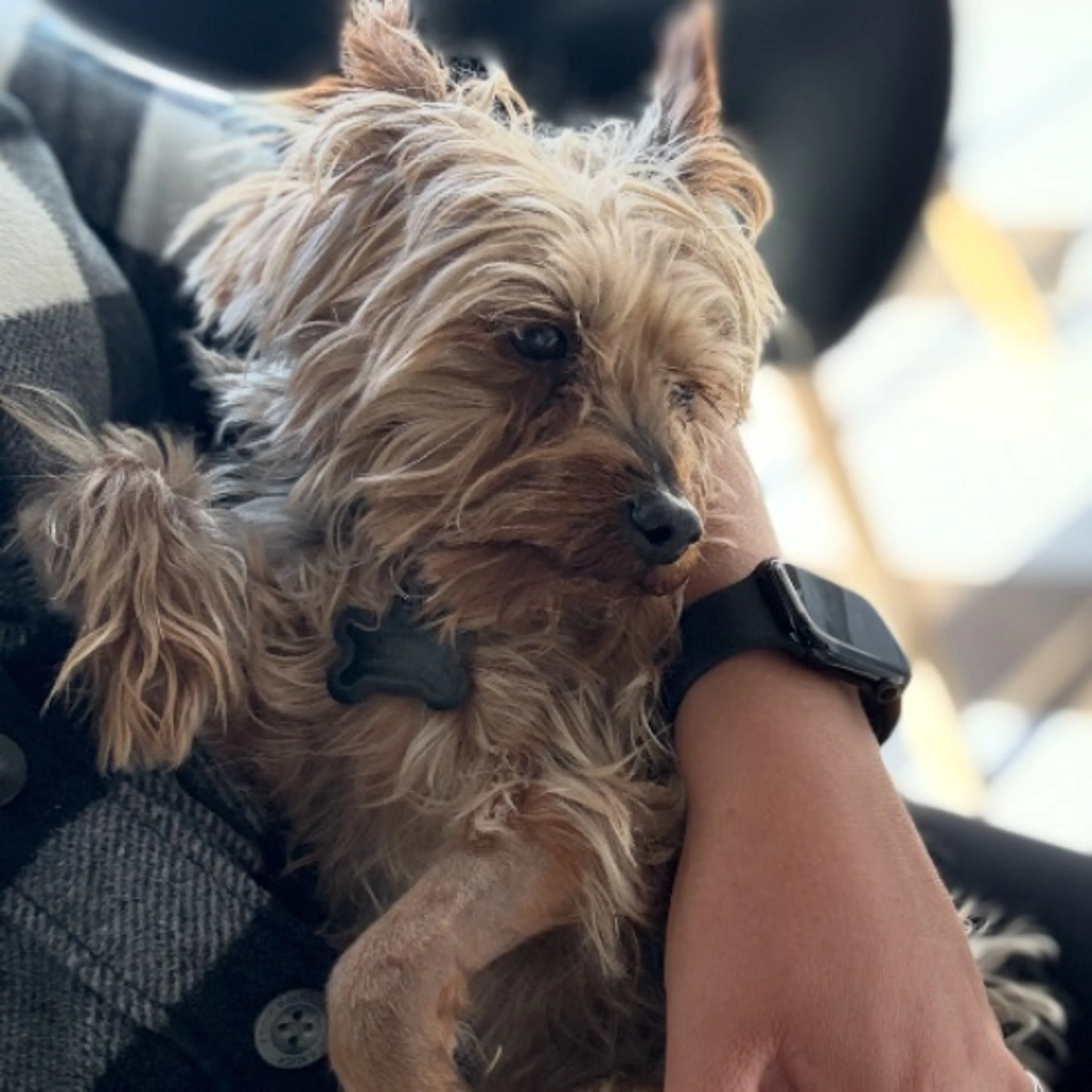 Lost pet