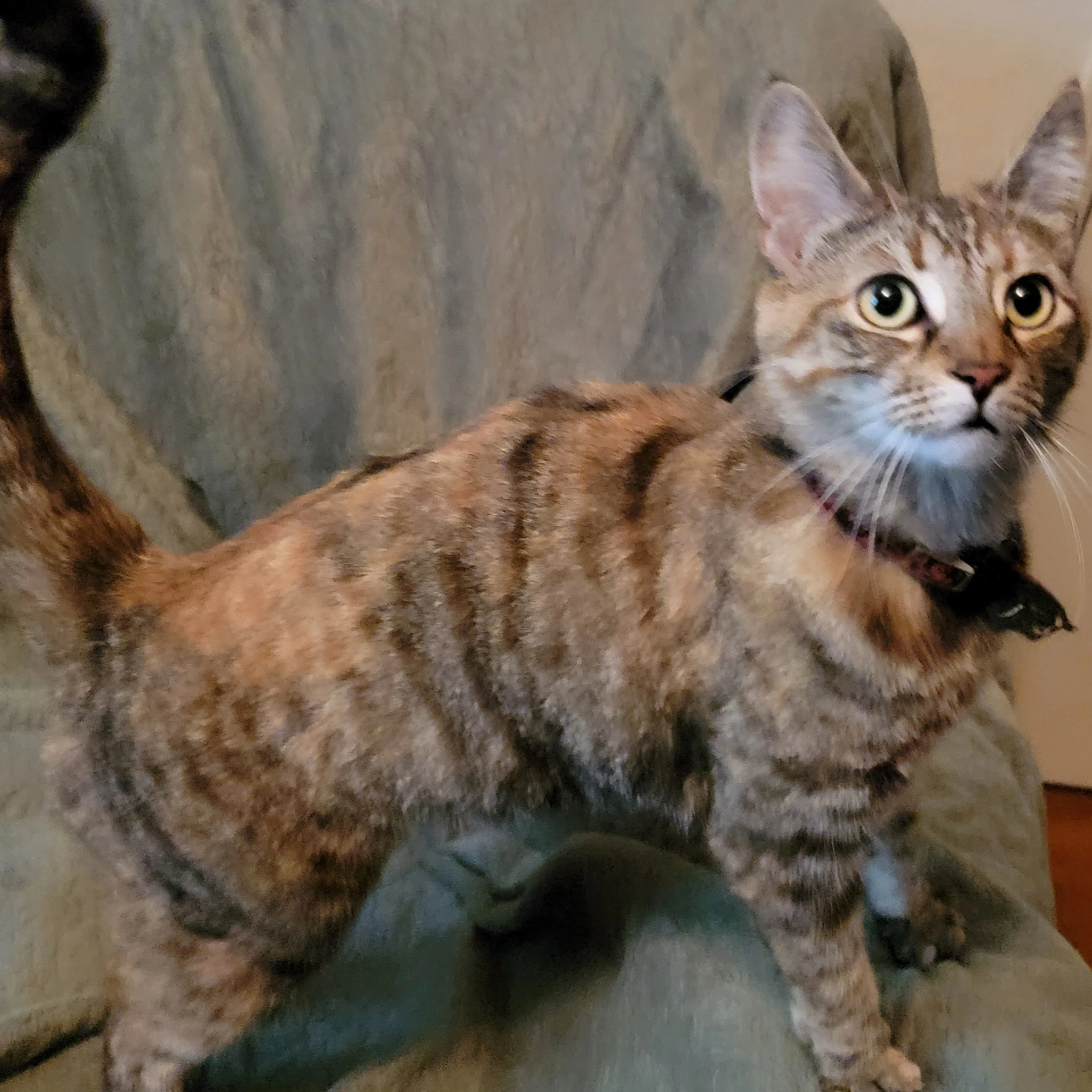 Found pet-1