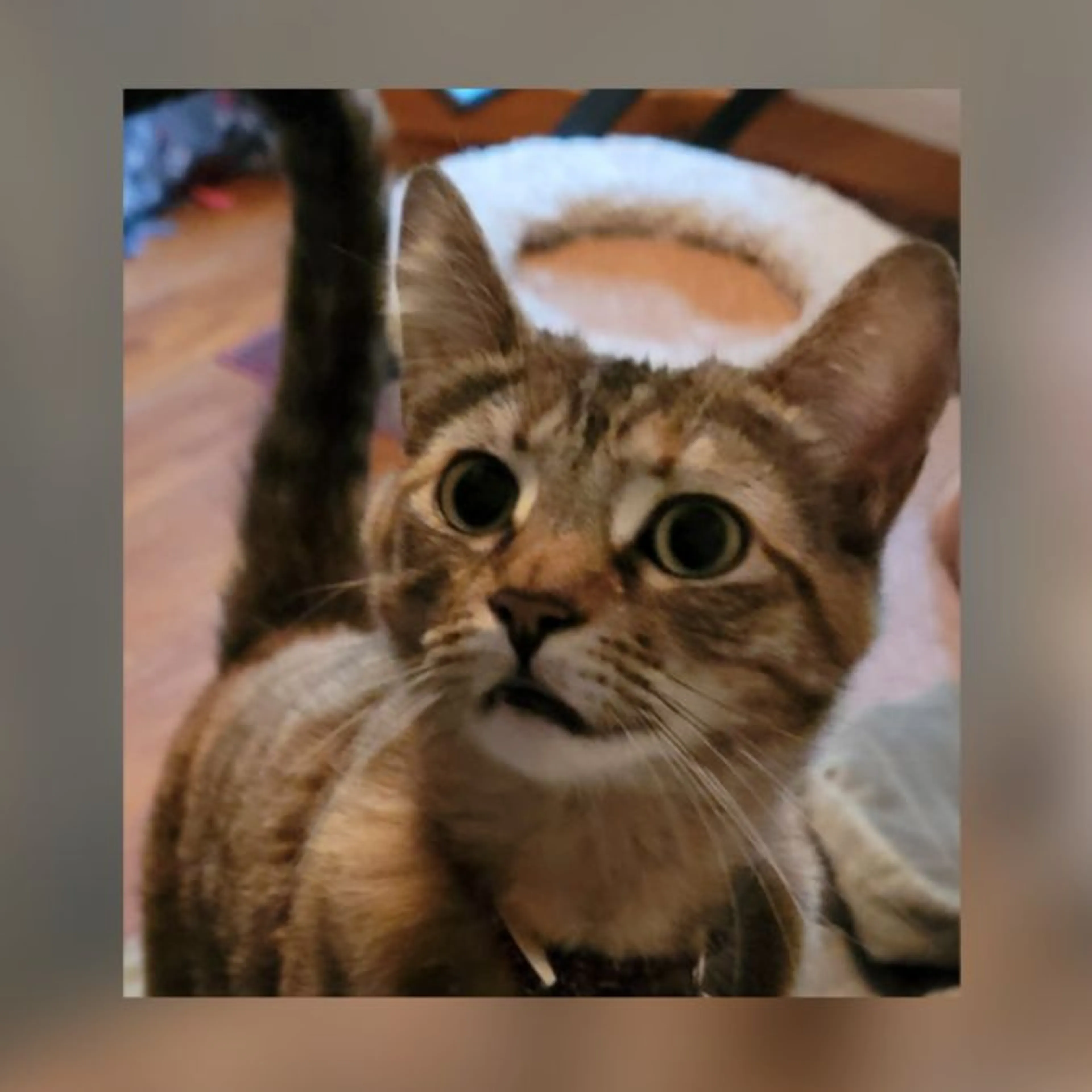 Found pet-0