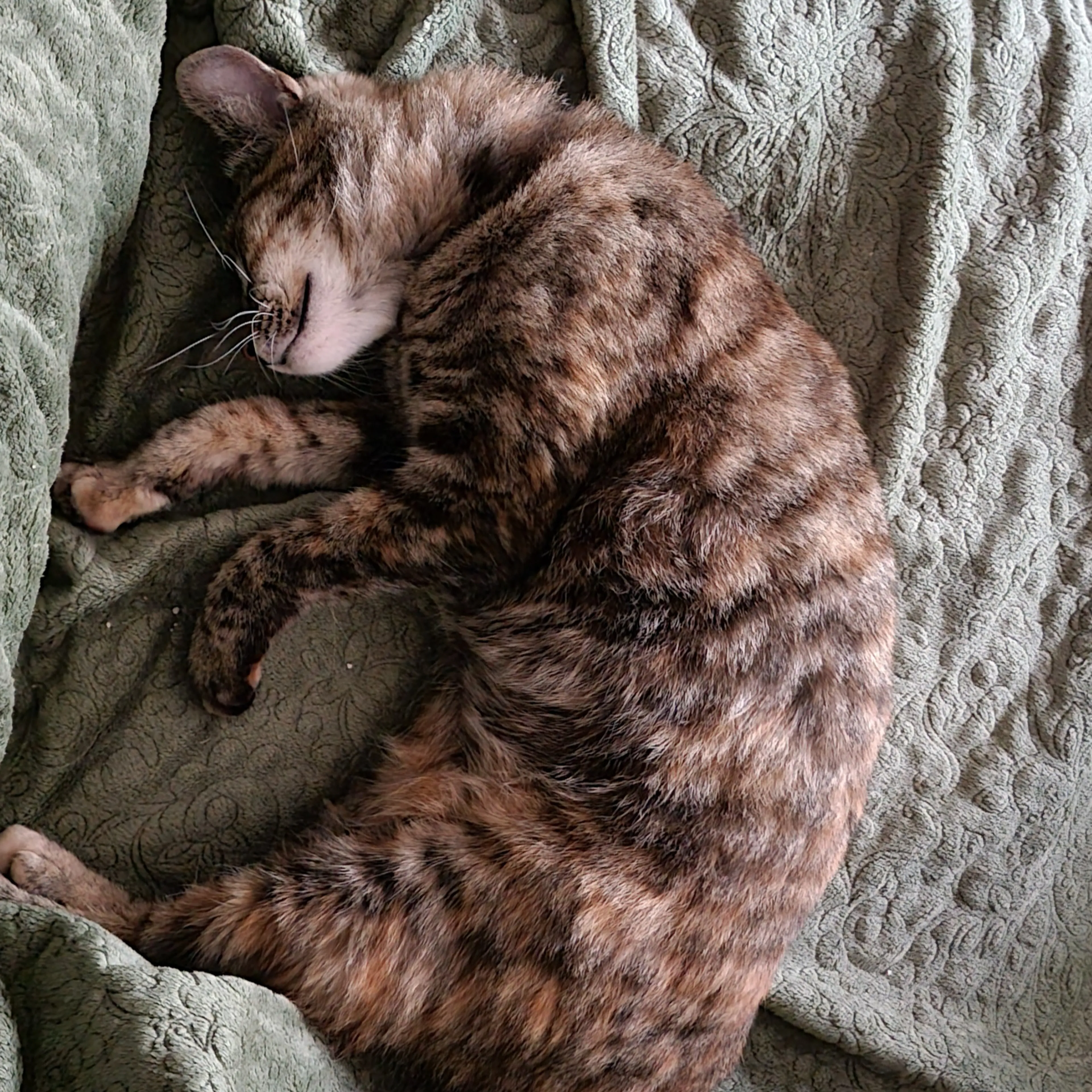 Found pet-2