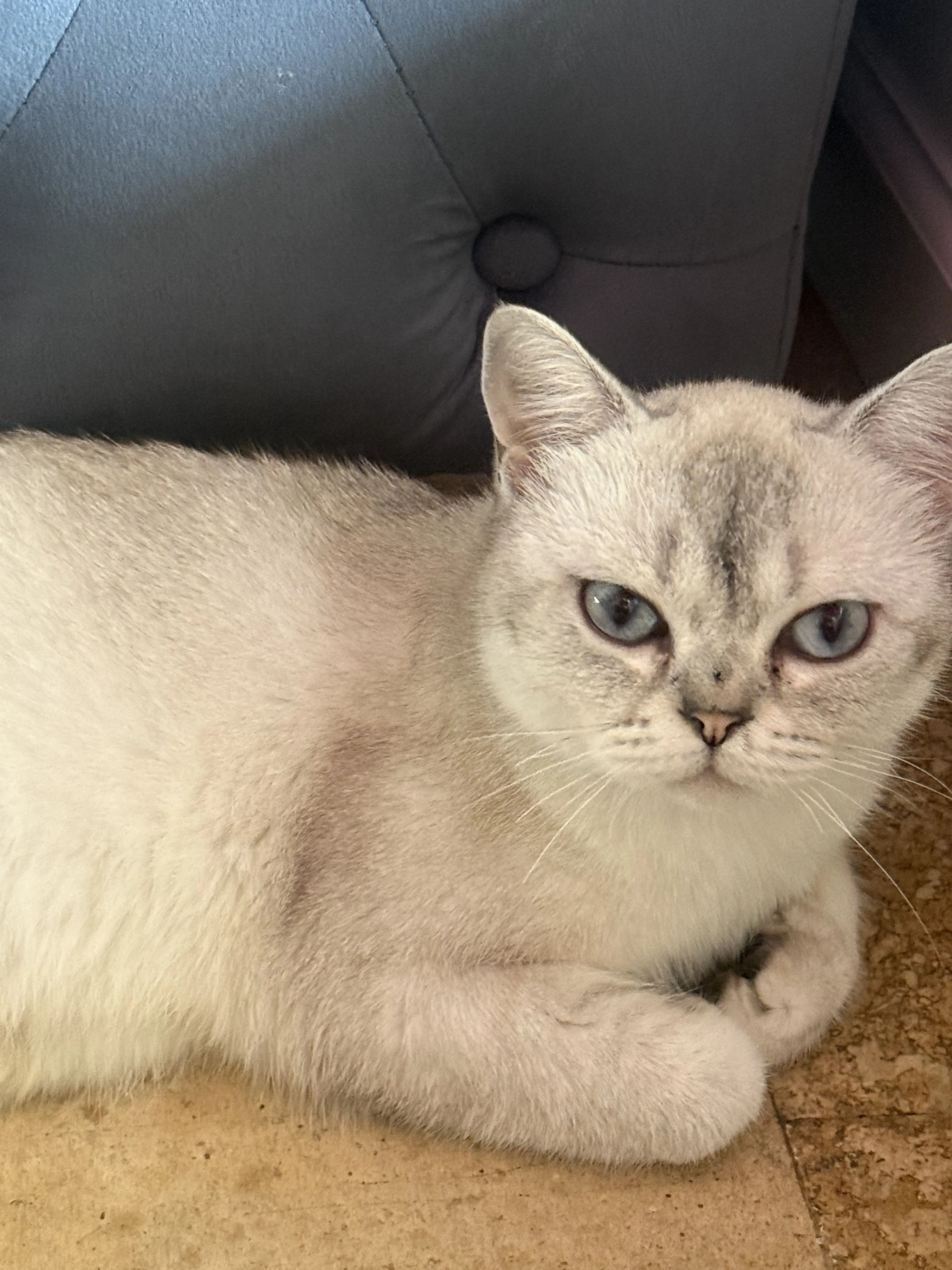 Lost pet