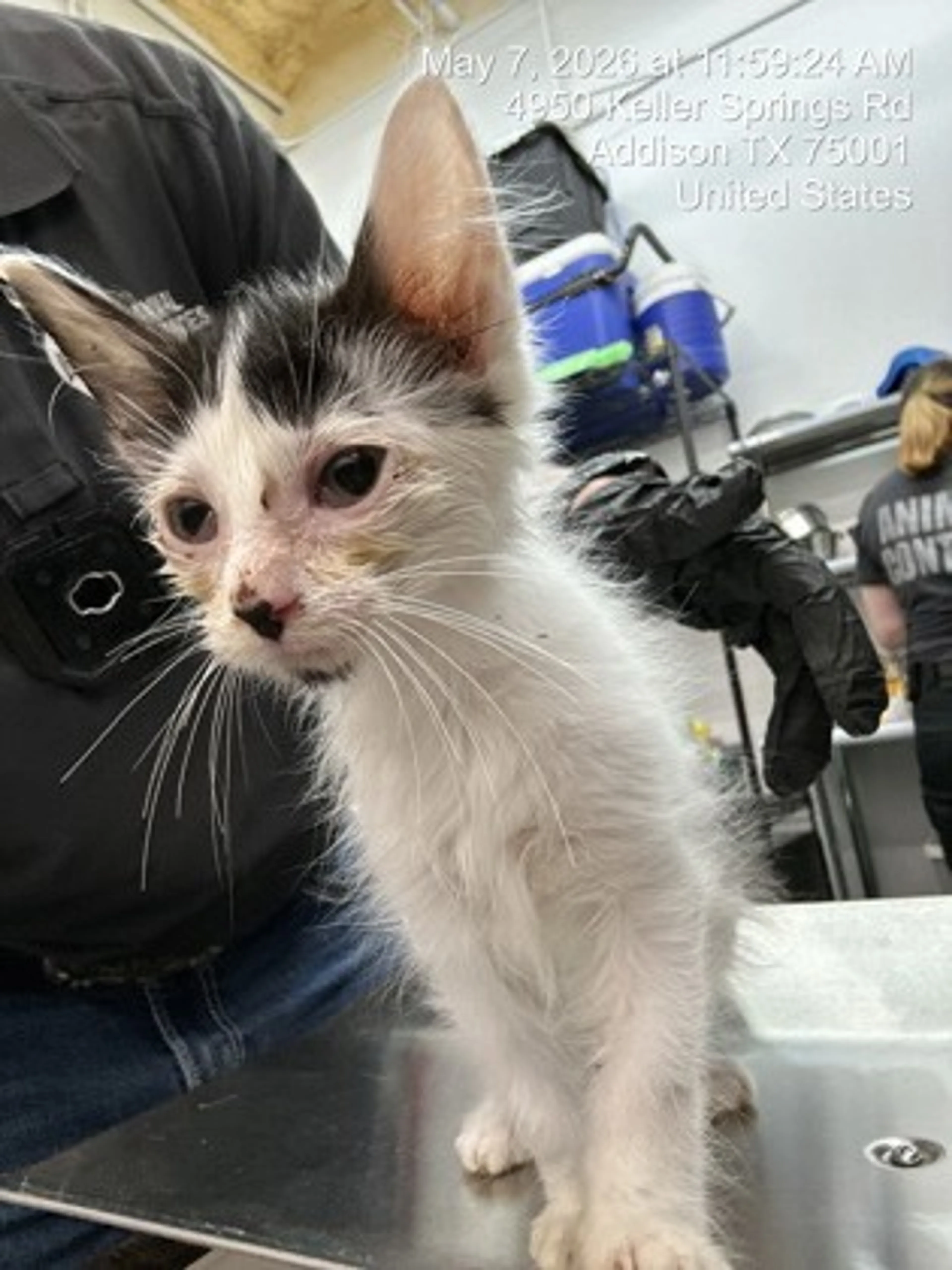 Found pet