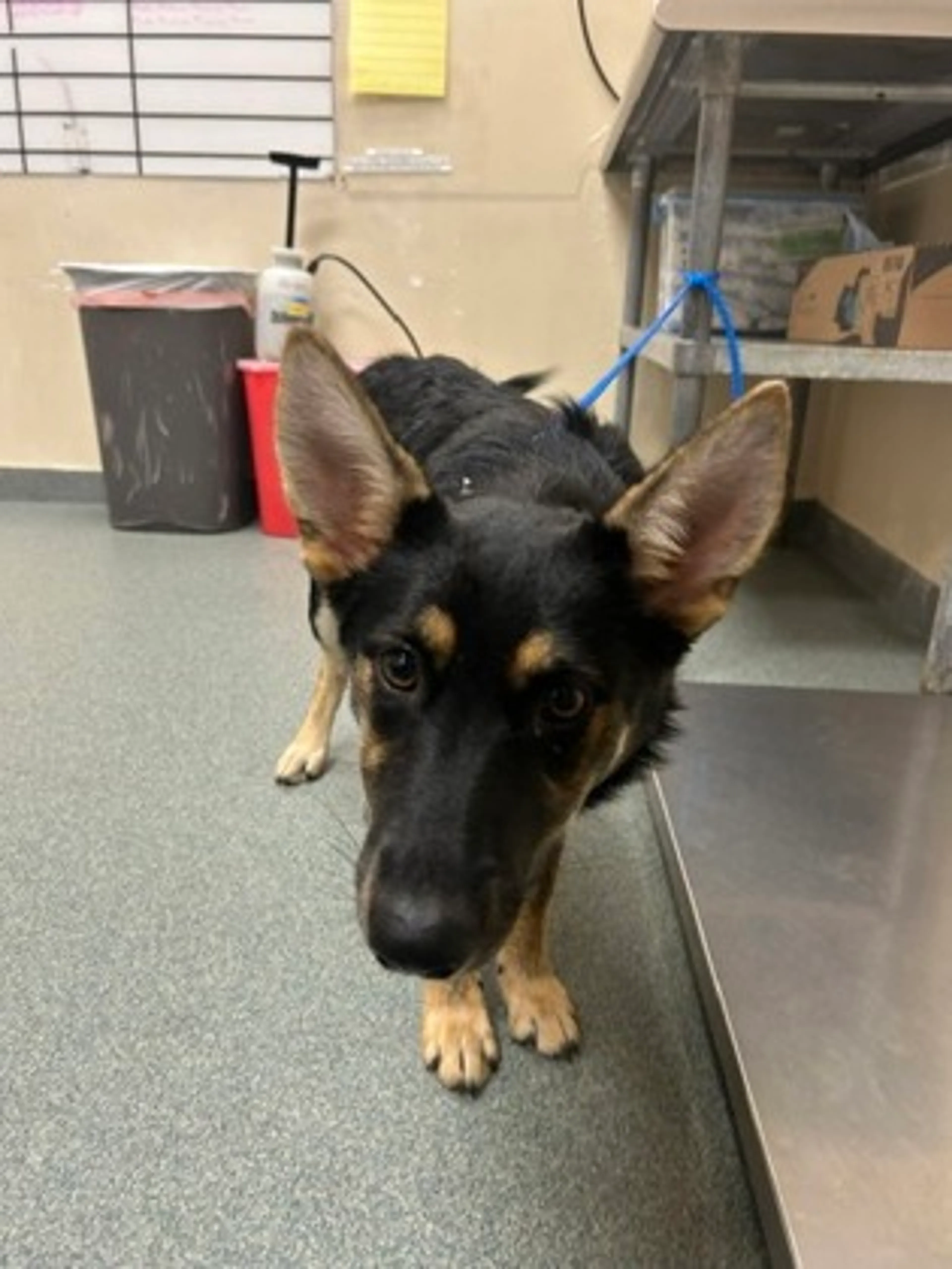 Found pet