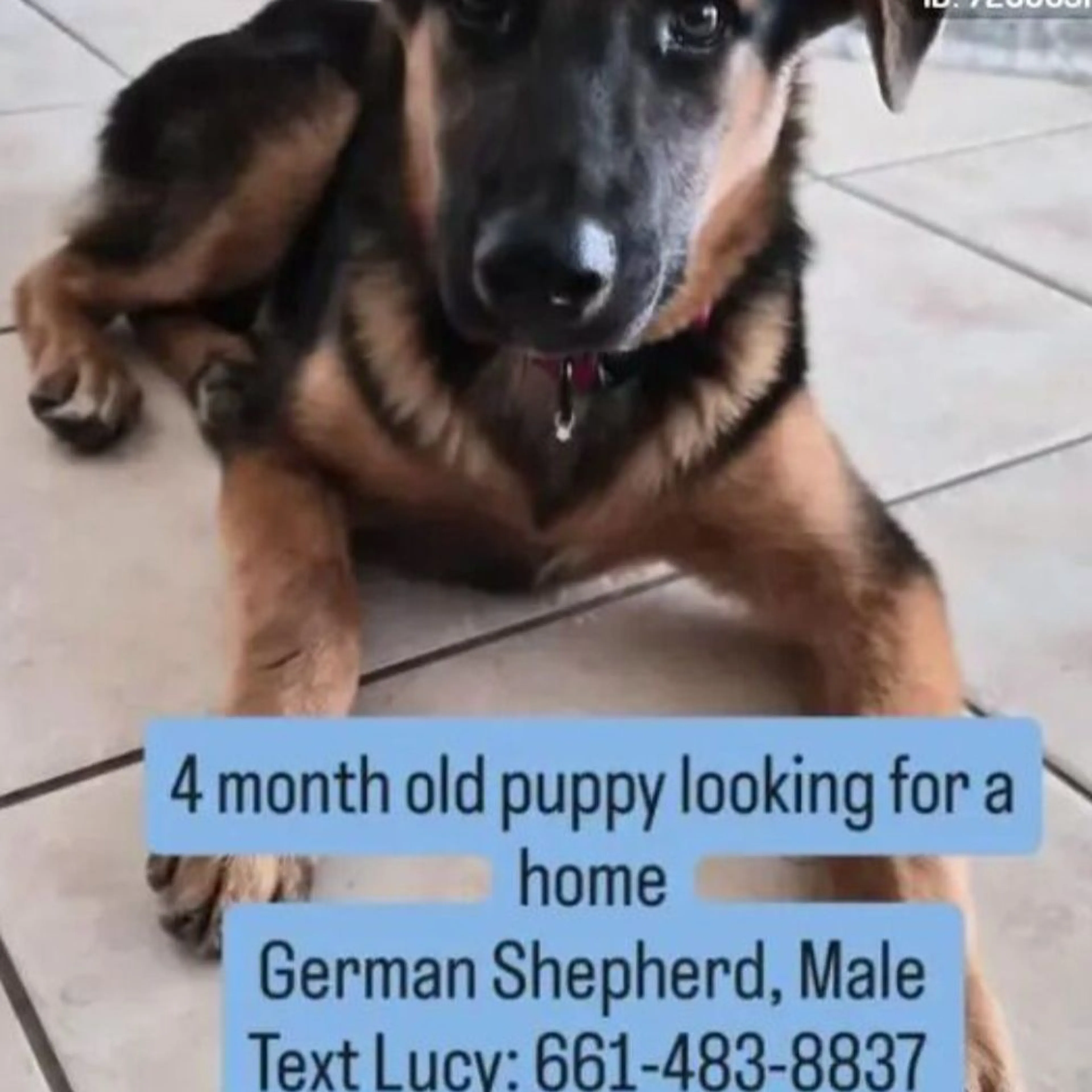 Found pet