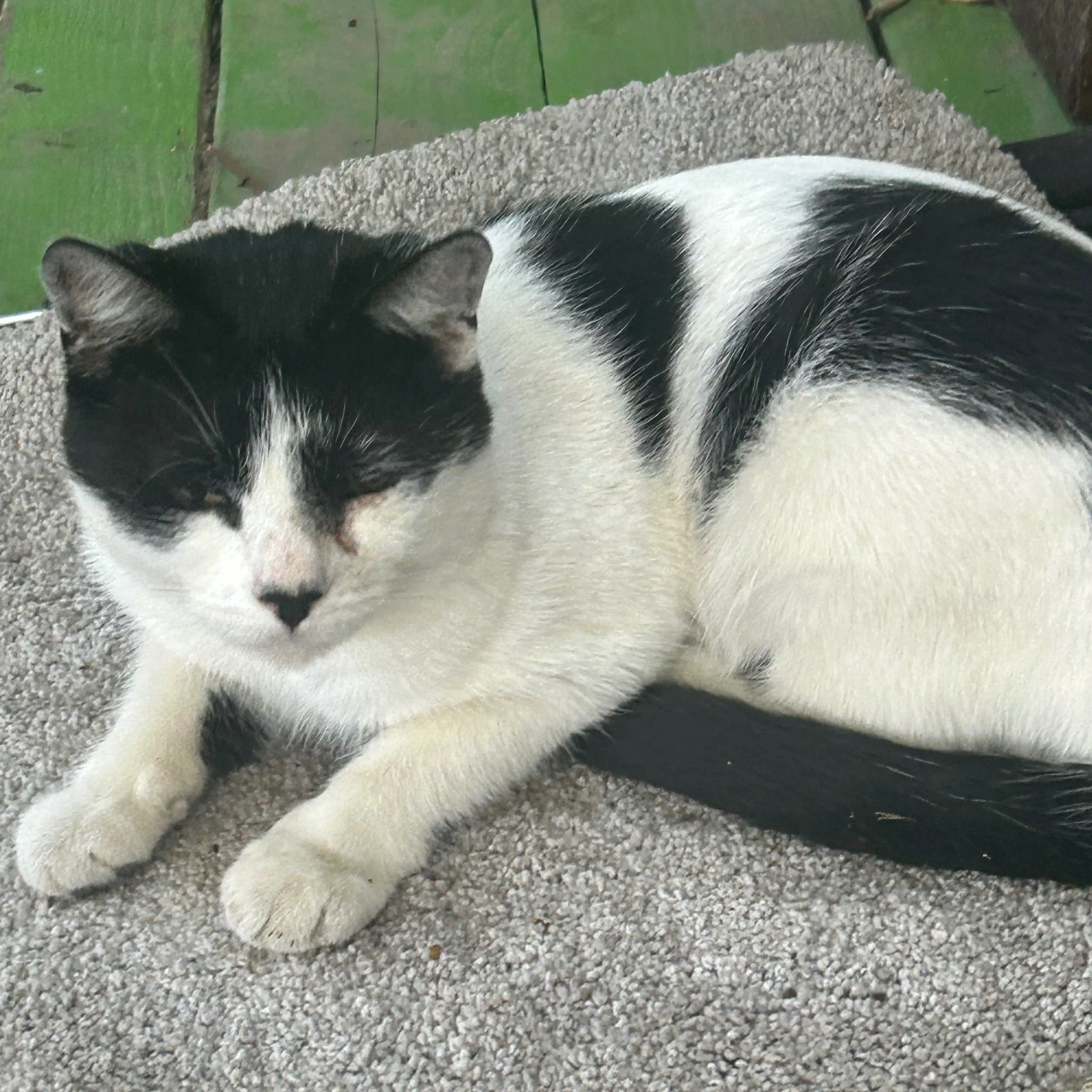 Lost pet-1