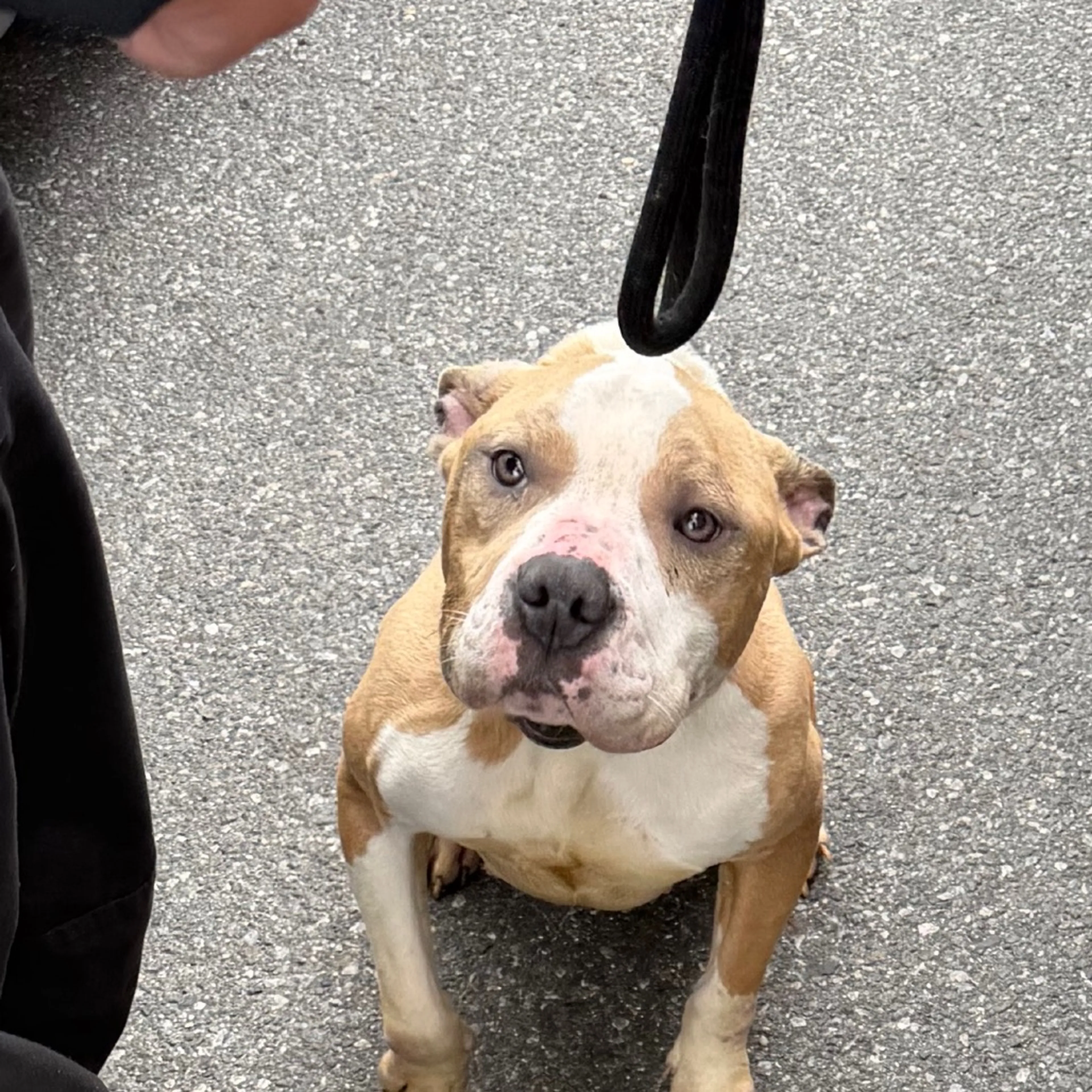 Found pet-1
