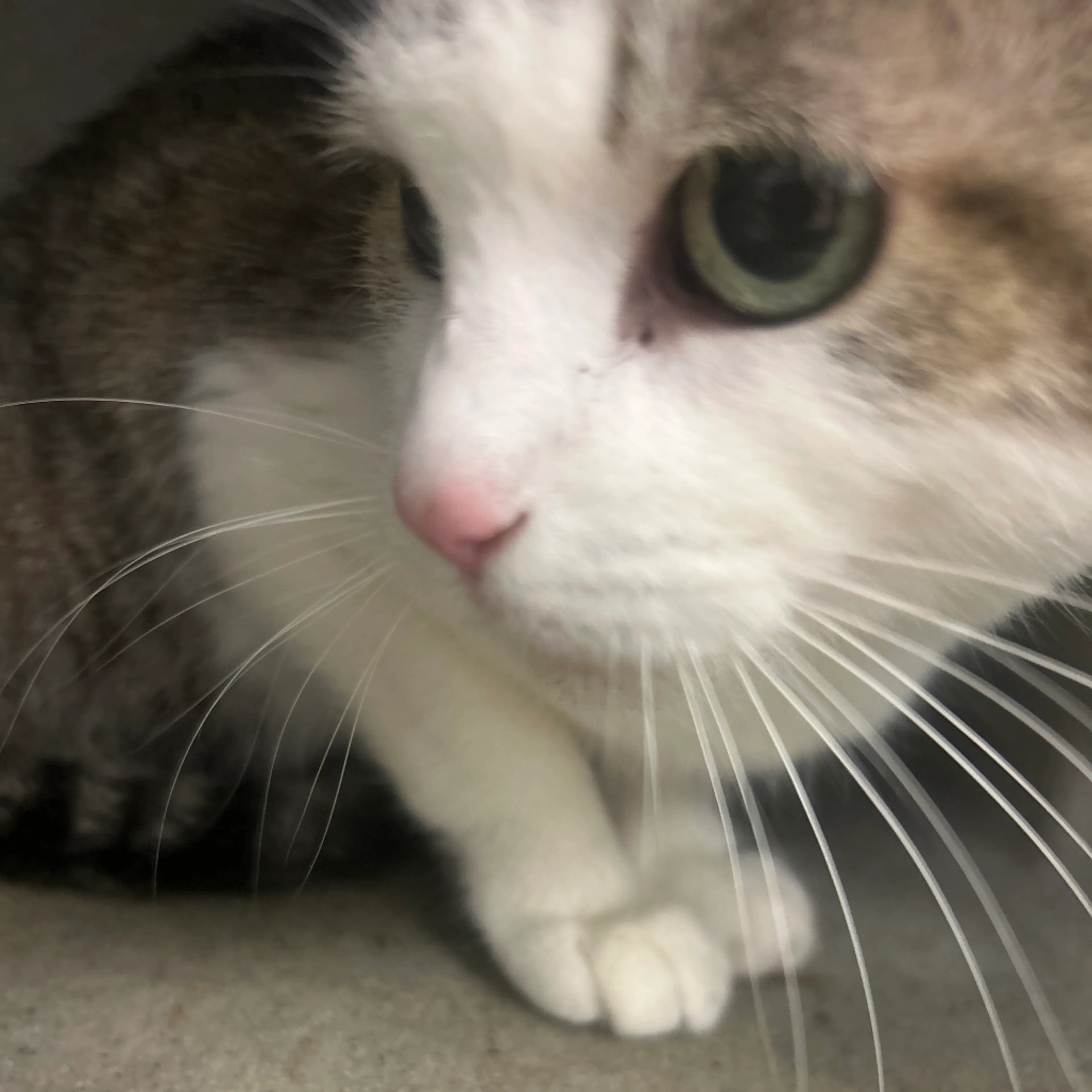 Found pet