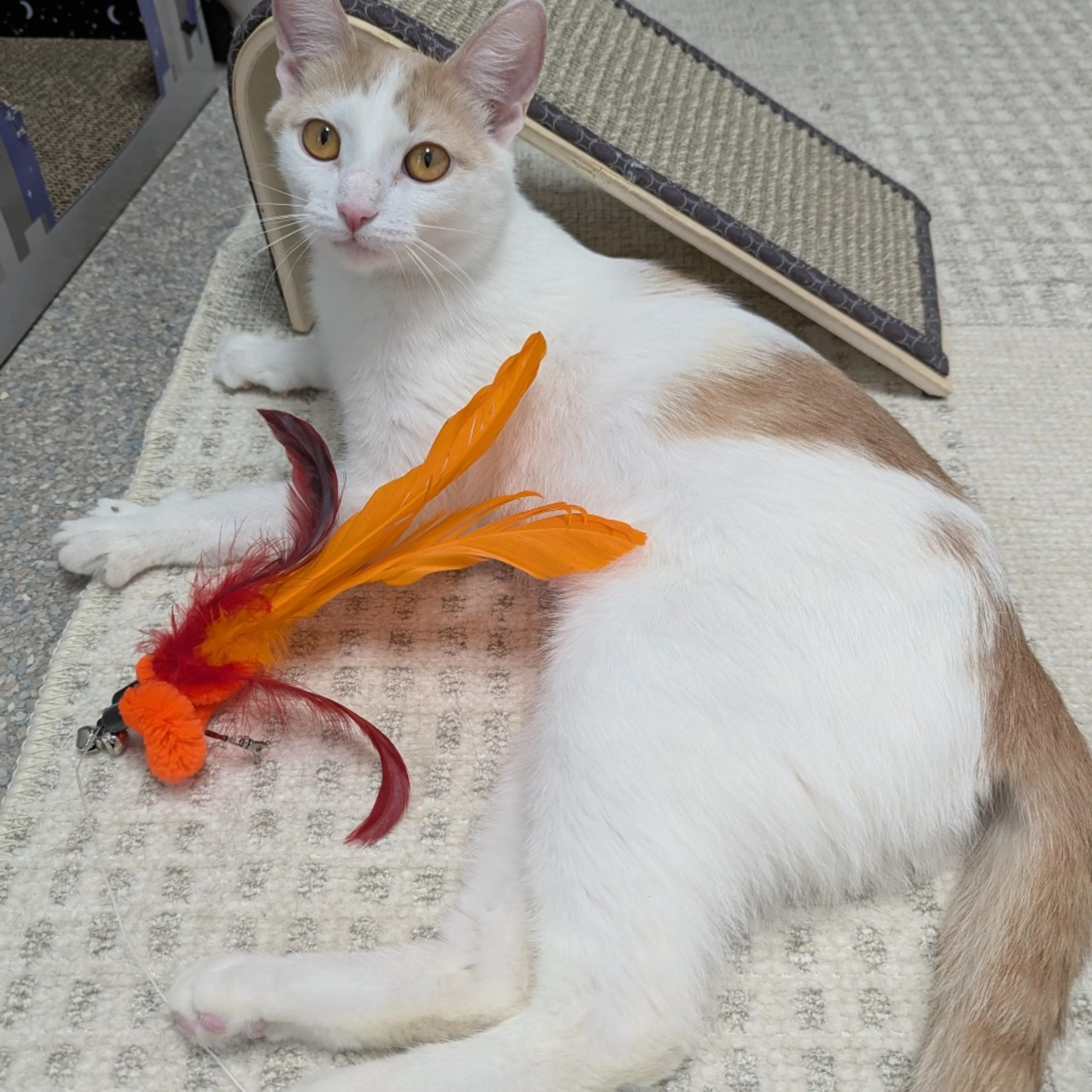 Found pet-1