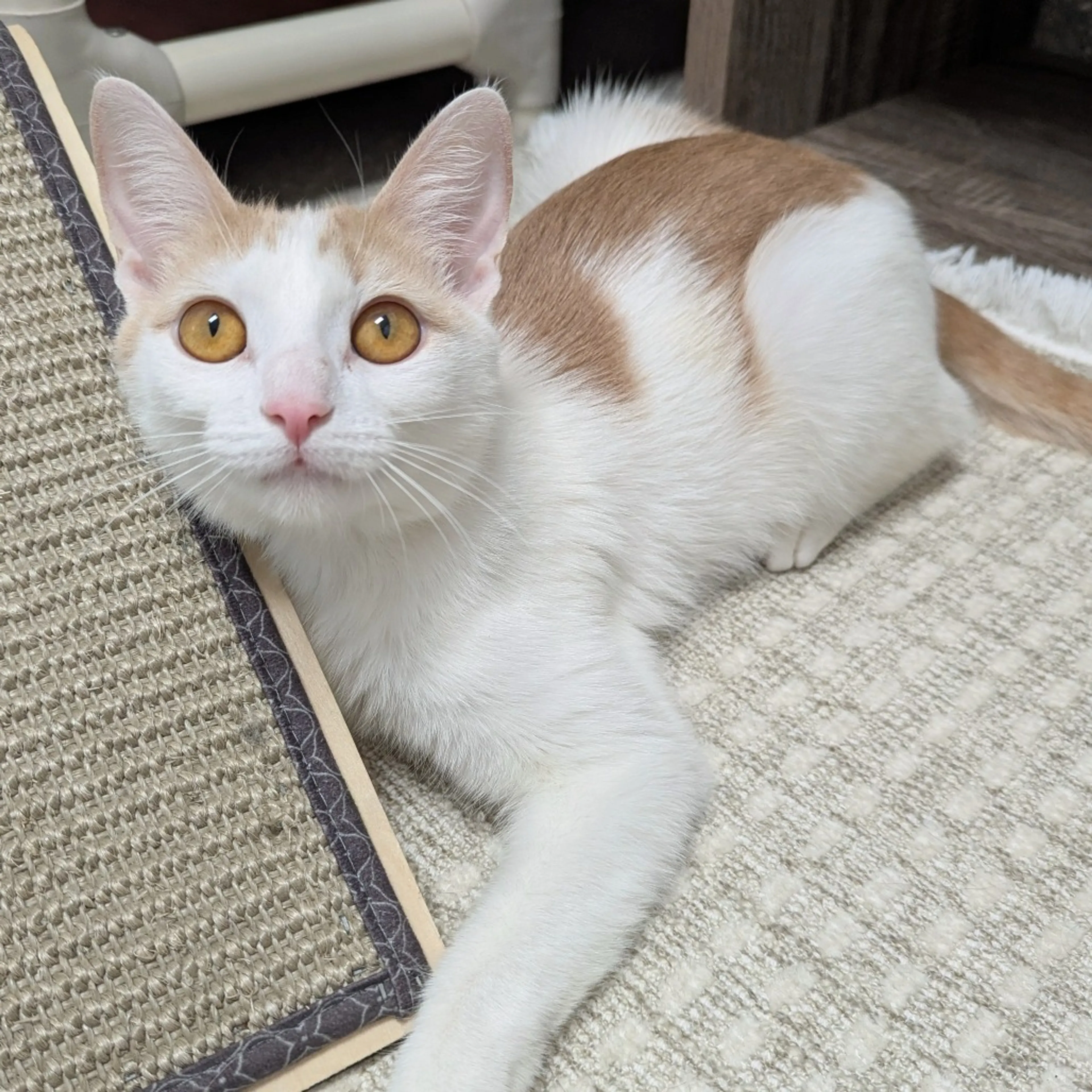 Found pet-0