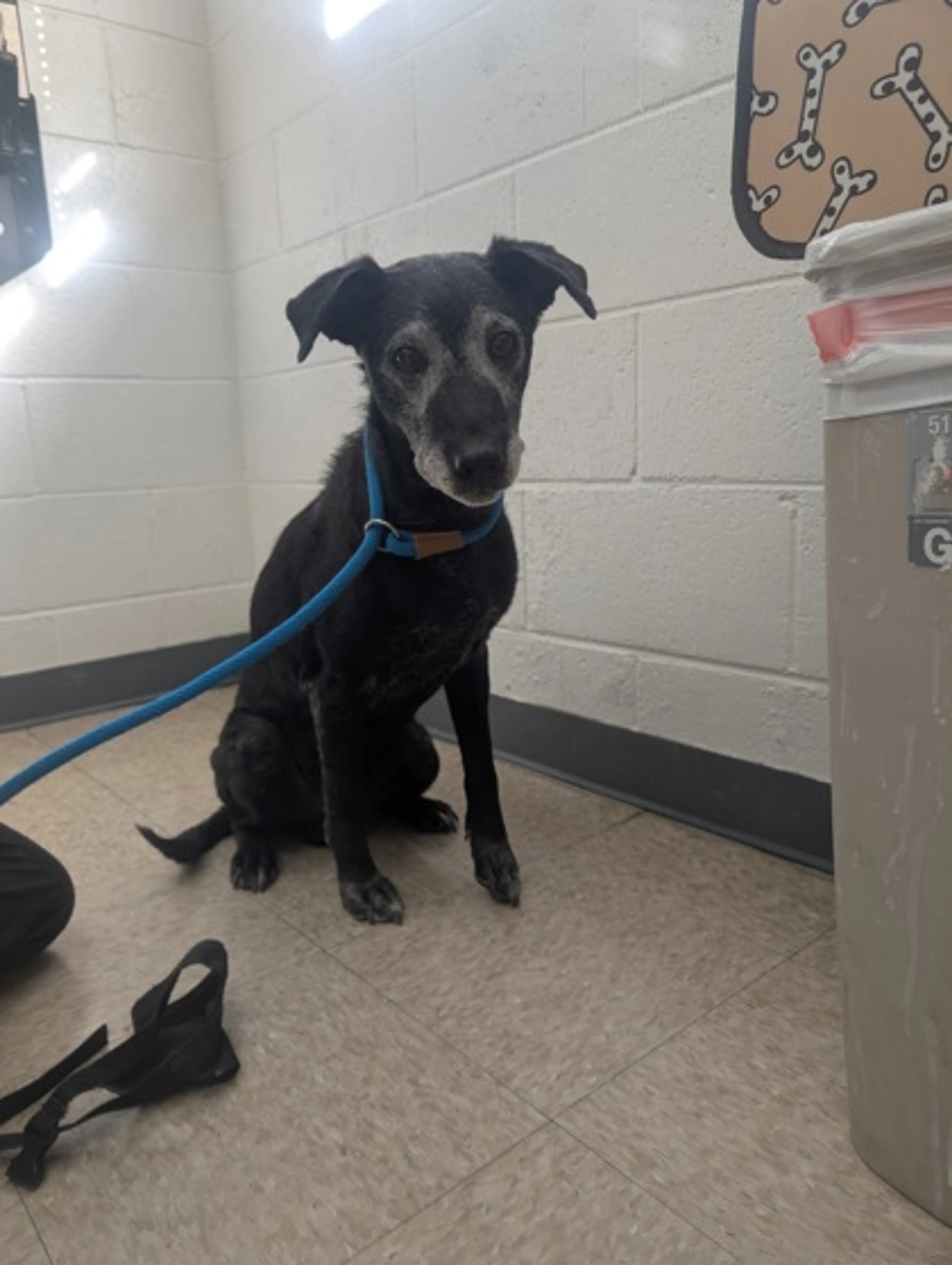 Found pet