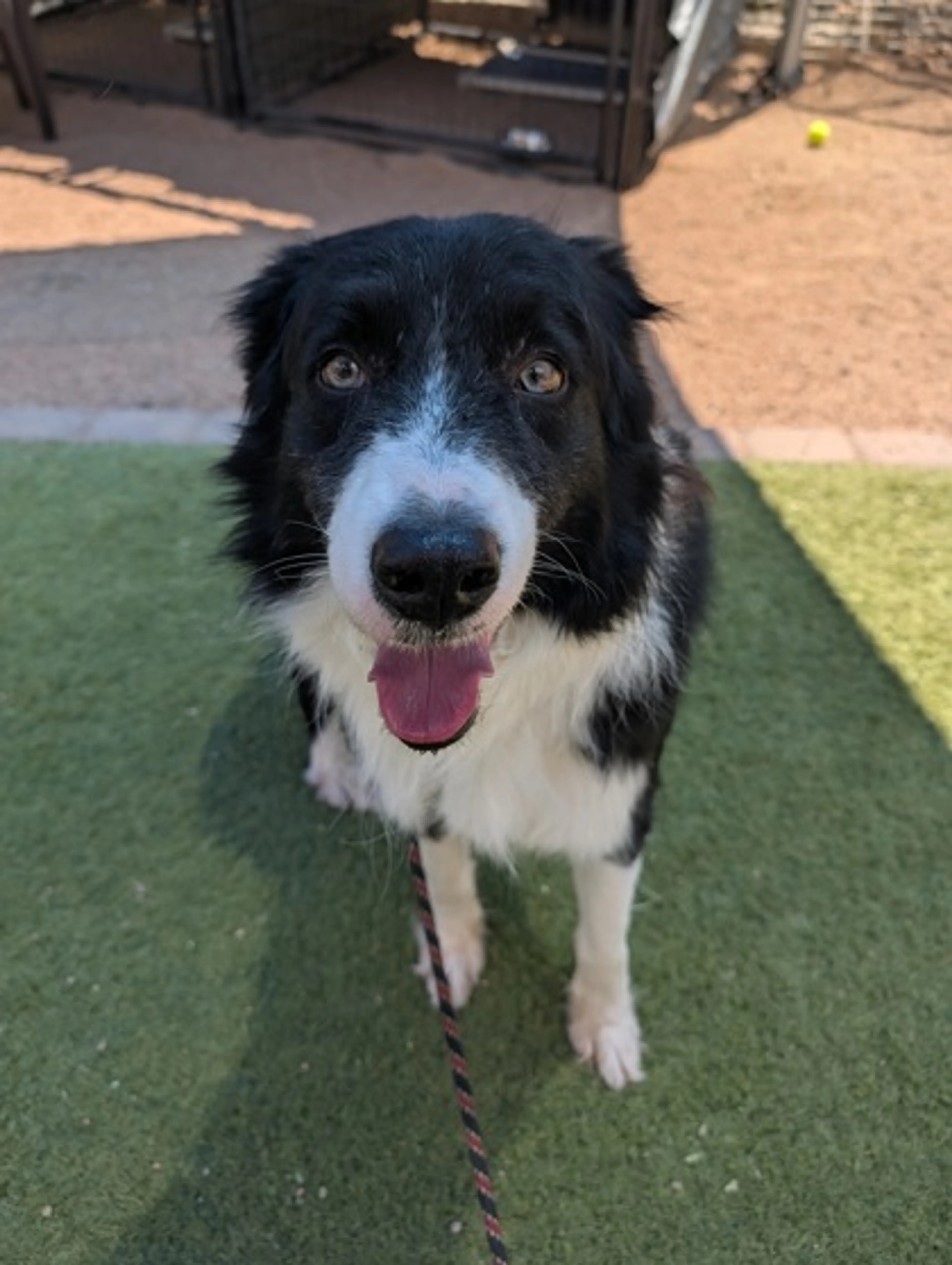 Found pet-1