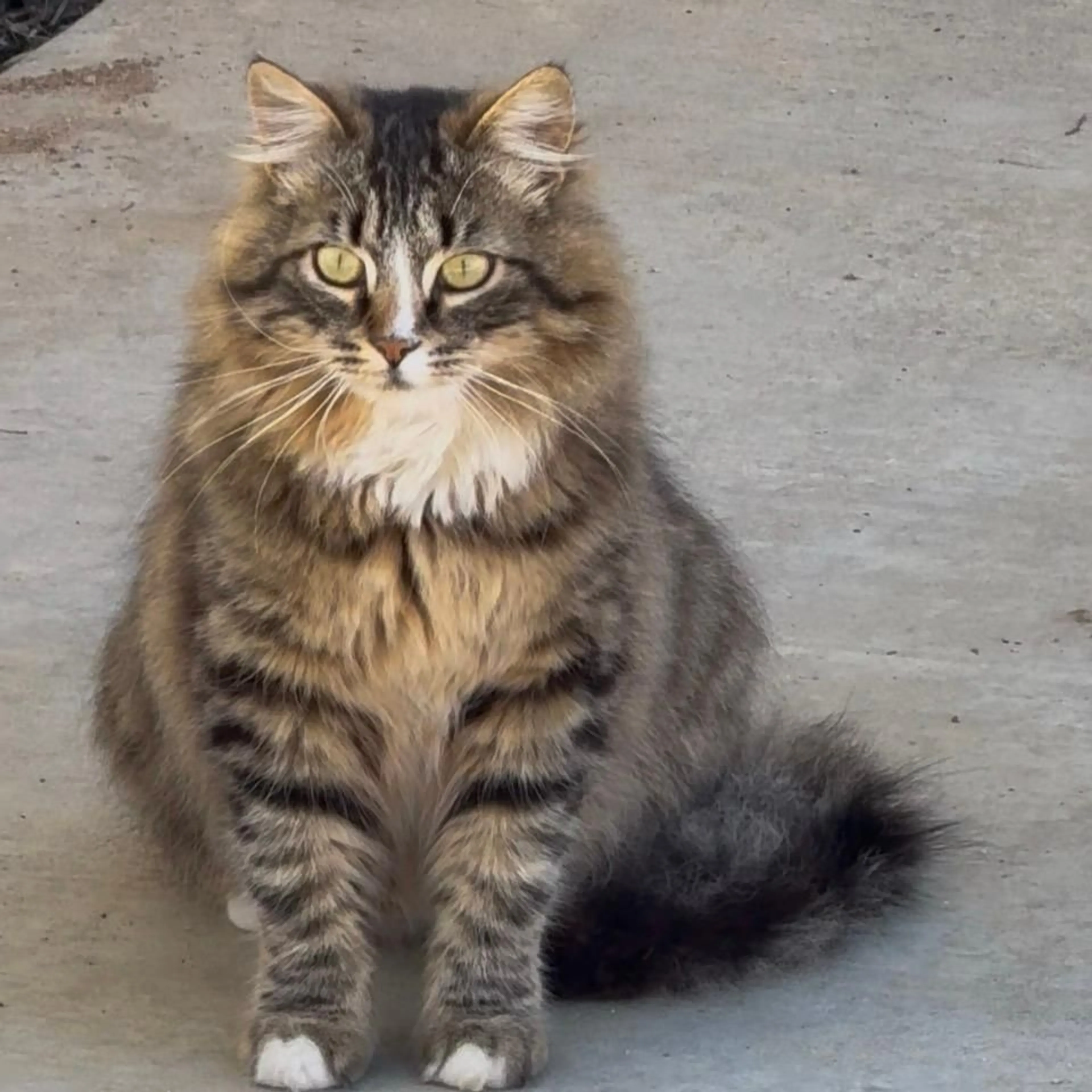 Lost pet