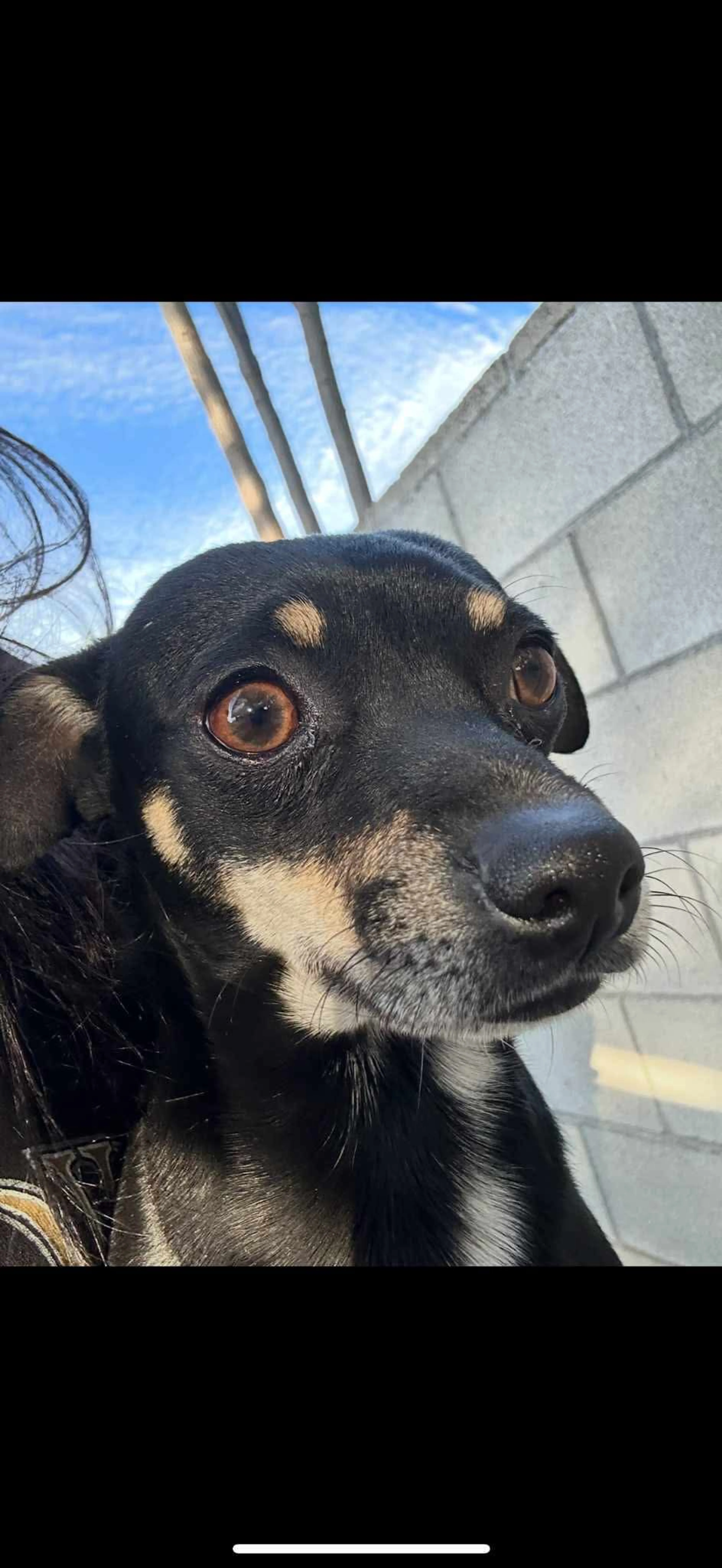 Lost pet-2