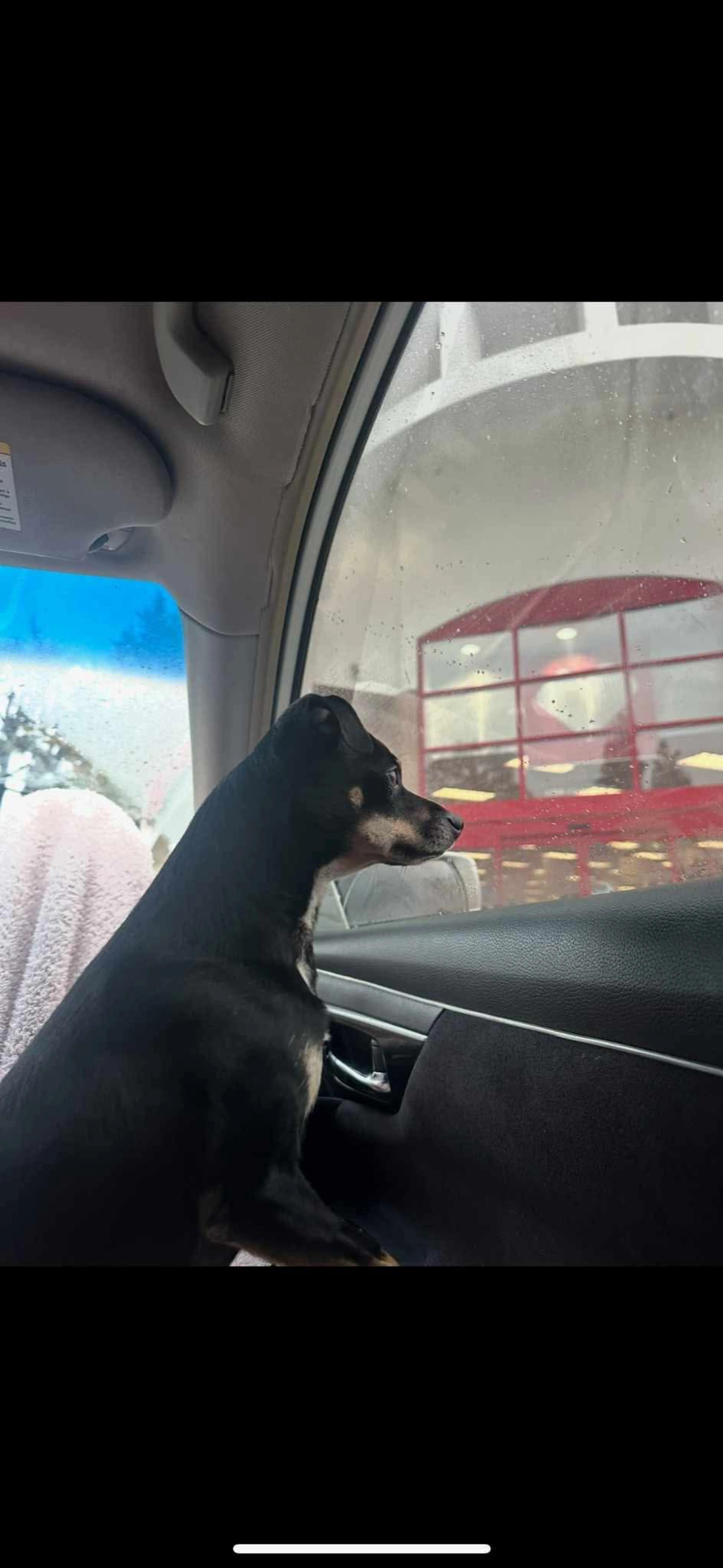 Lost pet-1