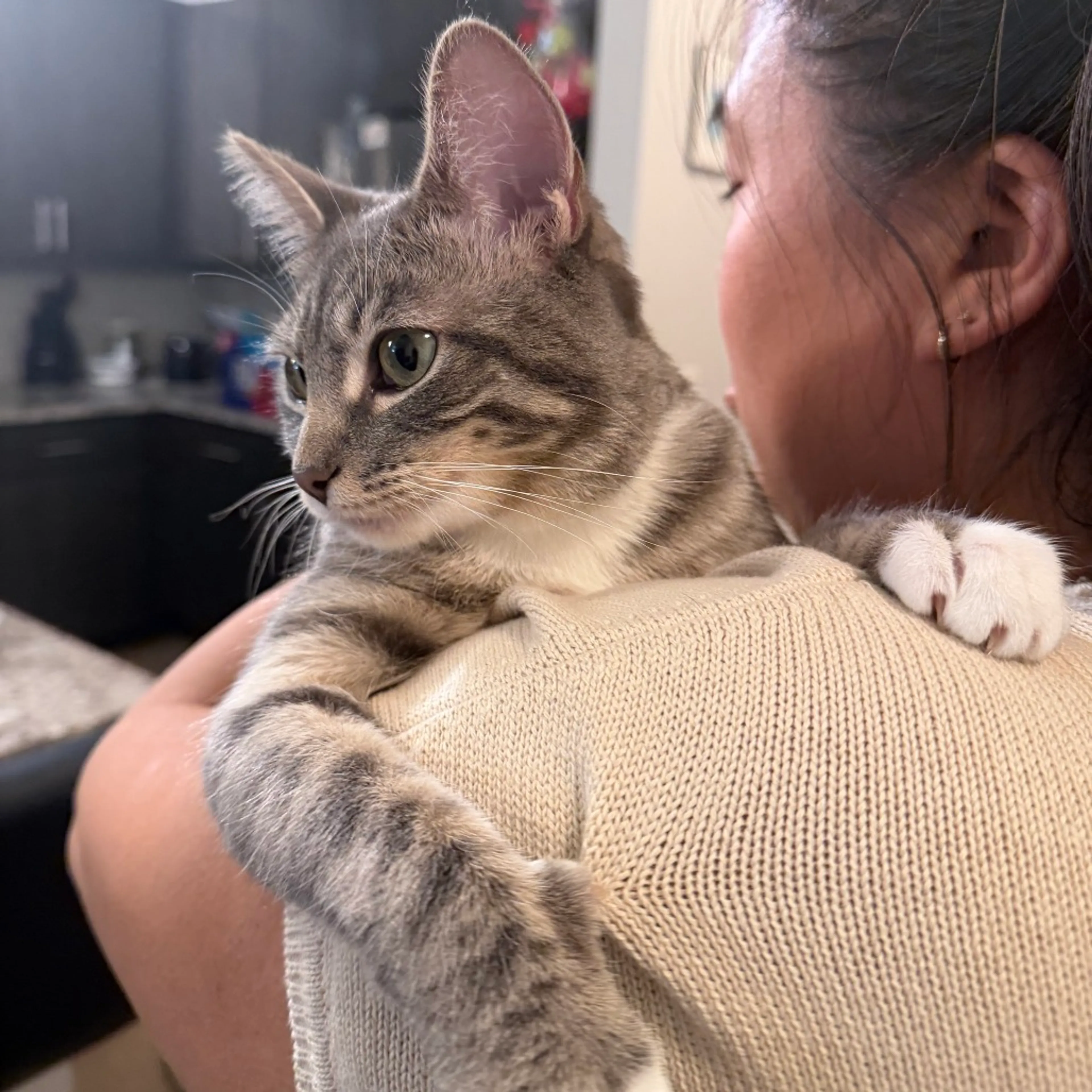 Found pet-4