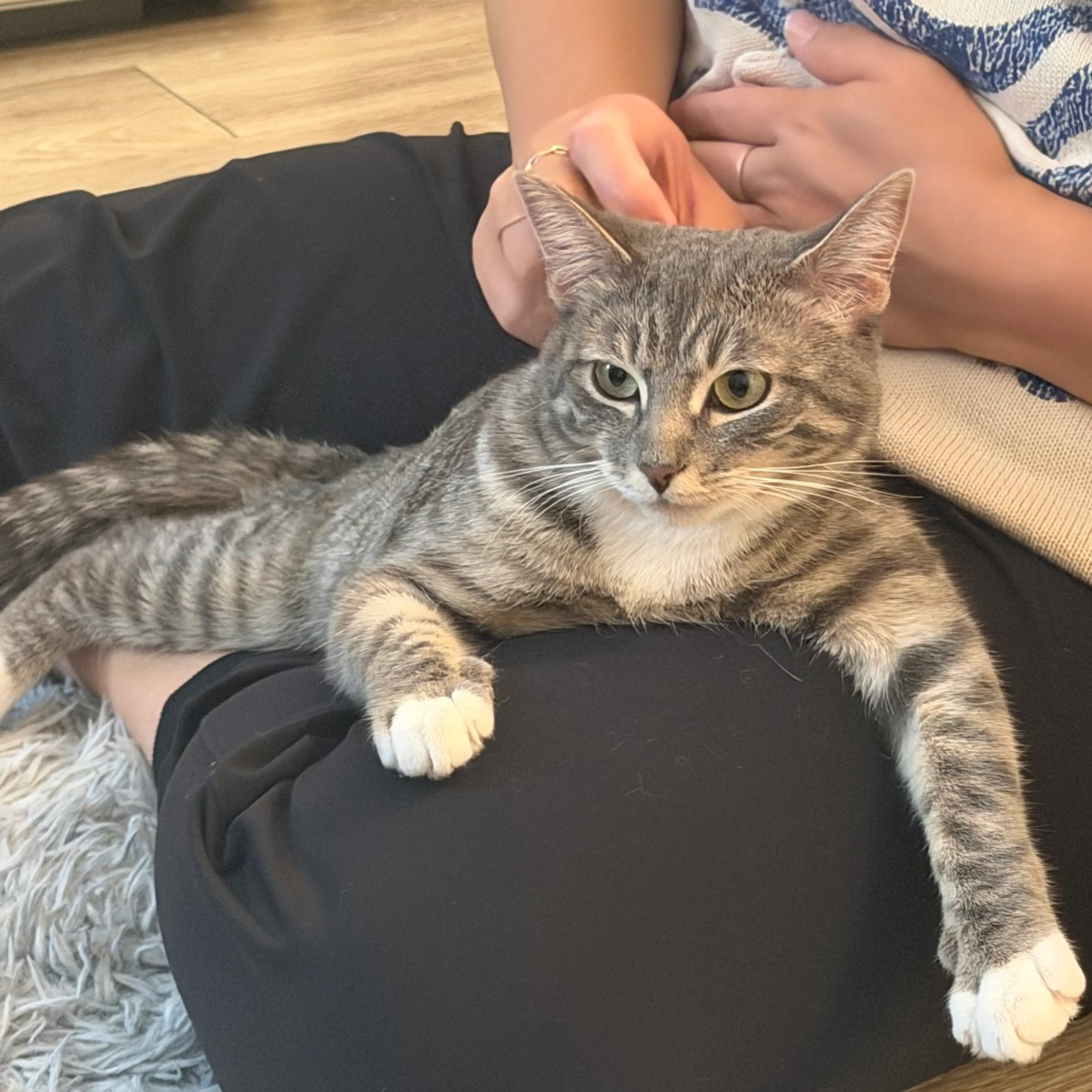 Found pet-3