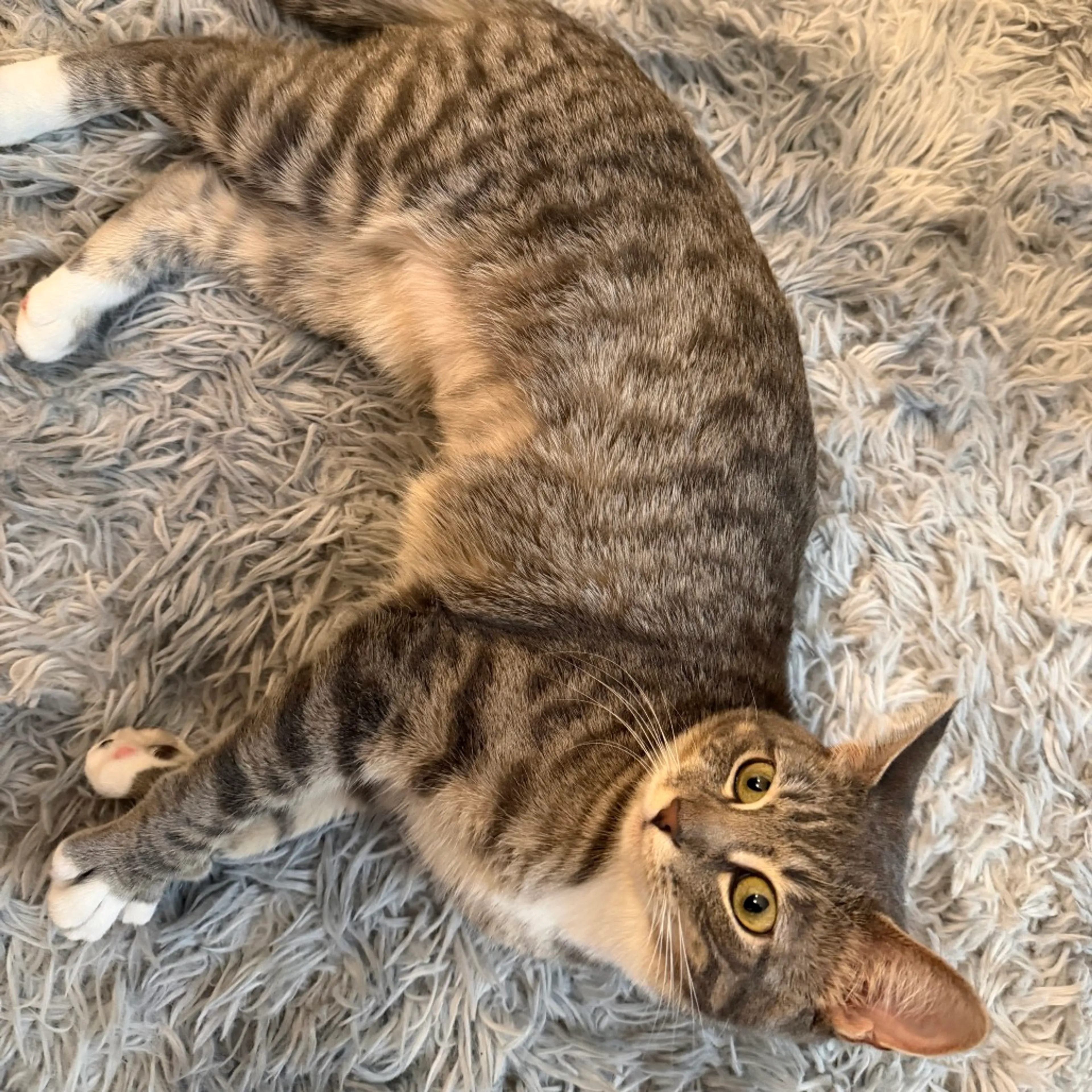 Found pet-2